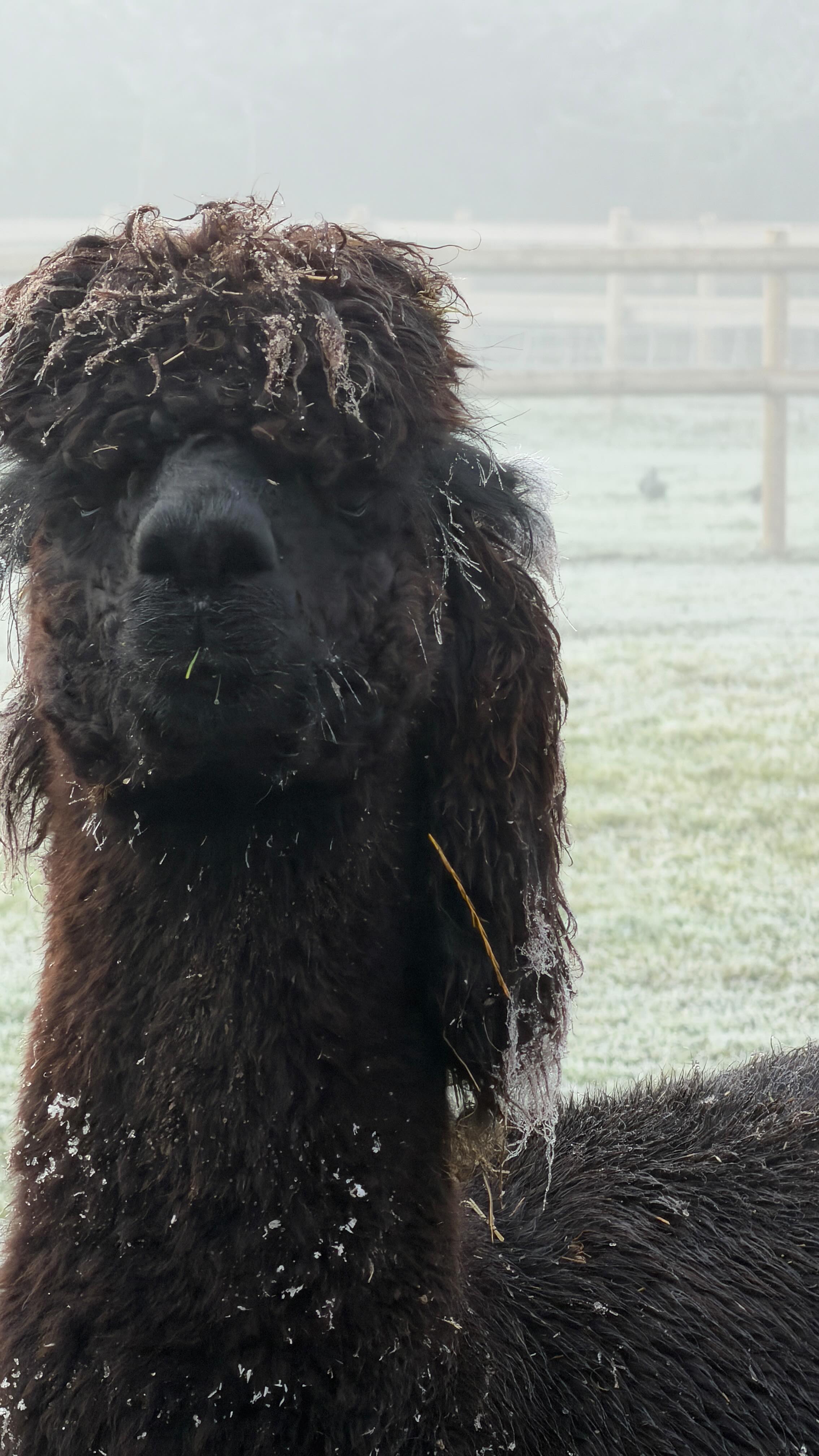 Ralph - King of Mullets! 🦙 #mullethair #mulletmania #alpacalove #wiltshirealpacas