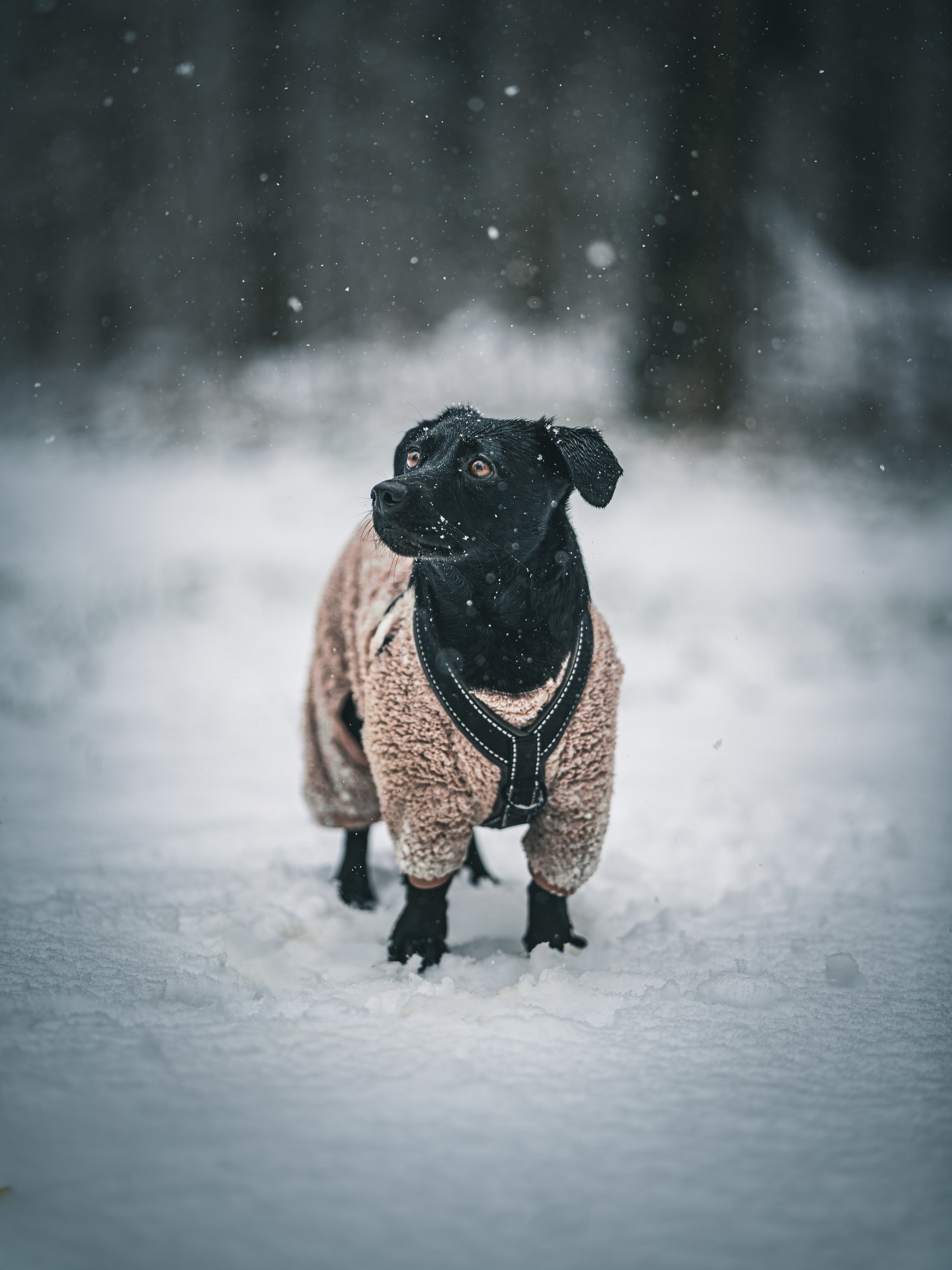 Heute hatte ich das erste kleine Schneeshooting mit meiner kleinen Ida 😍❄️
Kalte Pfoten, ein bisschen Schnee auf der Nase – aber ganz viel Herz.
Ich liebe diese ruhigen, ehrlichen Momente draußen, wenn einfach alles passt und man vergisst, wie kalt es eigentlich ist.
Wenn du dir auch solche winterlichen Erinnerungen mit deinem Vierbeiner wünschst, meld dich super gern bei mir – ich freu mich drauf 📩🤍
#hundefotografie #schneeshooting #tierlieb