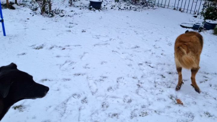 ➡️ KOMMUNIKATION
So viel Gespräch in so kleinen Momenten...
Brownie Joe gibt sich soooo viel Mühe und hat so gute Laune 🥰.... leider aber abgeblitzt 😅 Lucy hat keine Lust.
Auch wenn man auf den ersten Blick denken könnte, sie bewegt sich ja gar nicht... die Kommunikation über das INNEHALTEN, die Körperspannung (halten), Mimikspannung/Gesichtsausdruck/Kopfrichtung/Ohren/Maulspalte ...und das "Nicht-Bewegen"
versteht Joe so deutlich, dass er sehr lieb und höflich Abstand hält und ihren Raum achtet, obwohl er sie doch sooooo gerne zum Toben überreden will ☺️🥰 Süsser Fratz!!! 🤎❤️
(alle Videos, besonders die Zeitlupe ansehen, da sieht man Lucys Ausdruck noch deutlicher)
Wieviel über Körperspannung und Ausdruck und eben nicht nur über die sehr deutlich erkennbaren Bewegungen kommuniziert wird ist so wichtig zu verstehen. So muss Hund nicht immer erst "auffälliges", nerviges, "vielzudoll" Verhalten zeigen, damit er verstanden wird. Das macht das Zusammenleben sooo viel leichter und ist für Hund UND Mensch so viel weniger Stress im Alltag!
Lerne die Vokabeln der Hundesprache.... Es sind die kleinen Gesten, die so viel sagen...
#mithundensprechen #hundesprache #hundetraining #hundeverstehen #celle