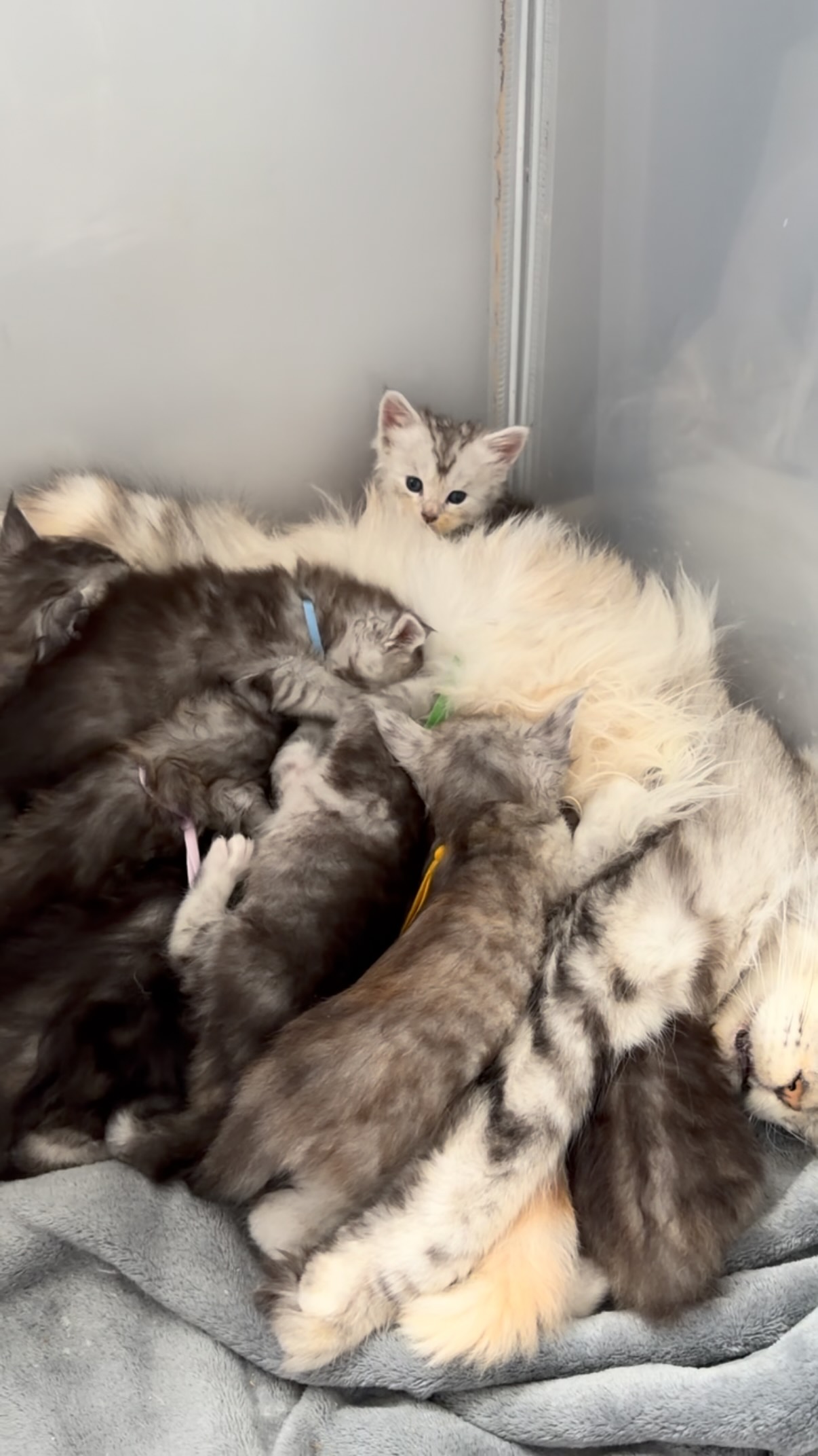 Maine coon kitten