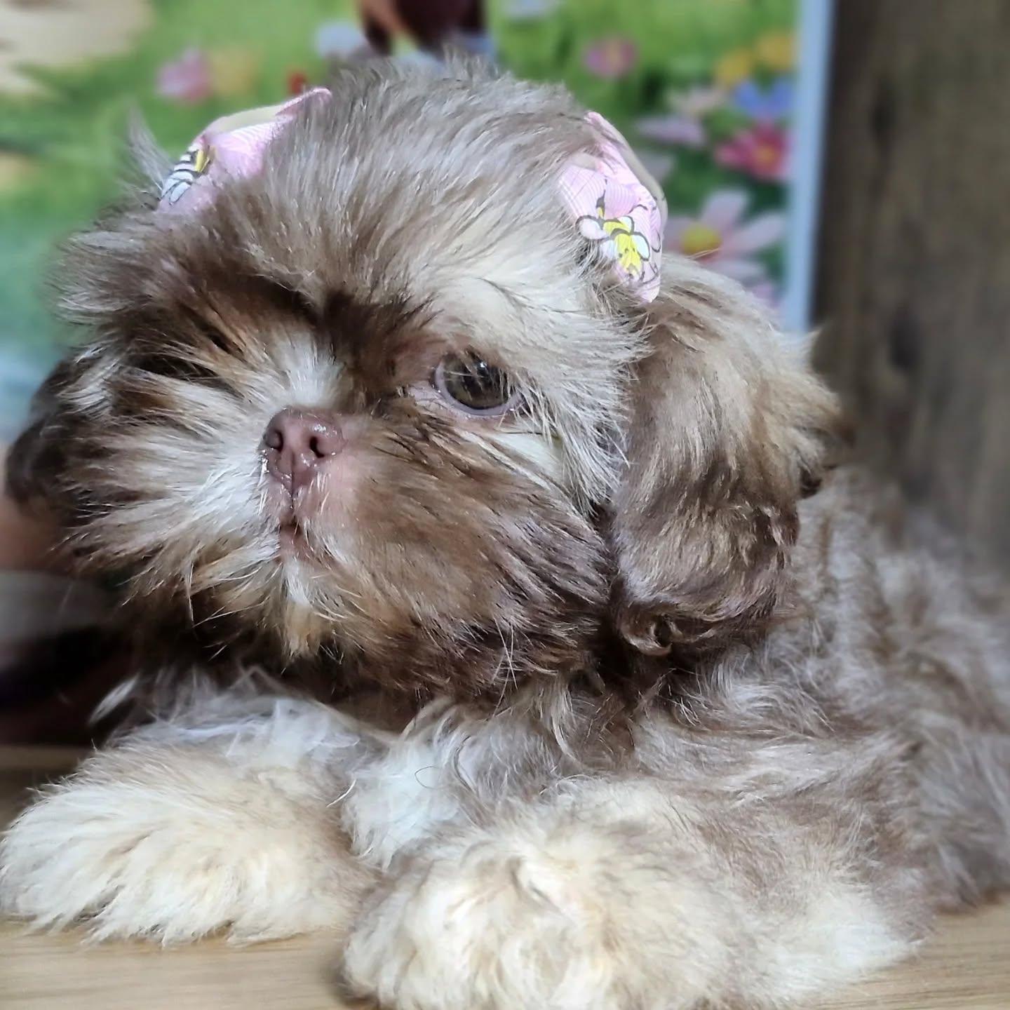 Pitica linda. Ja estou no meu novo lar!