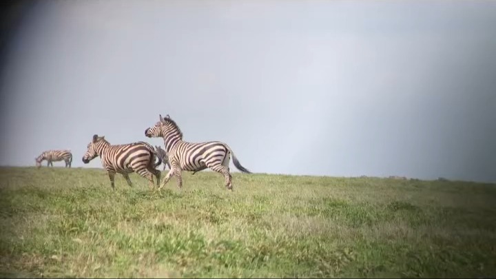 Zebra Courtship in Motion on the Endless Plains of the Serengeti.
Planet GOGO Adventure
#wildlife #nature #wildlifephotography #naturephotography #photography #animals_captures #naturelovers #bird #animal #wild #photooftheday #travel #love #animalphotography #nikon #outdoors #adventure #safariphotography #áfrica #natgeocreative #̲i̲n̲s̲t̲a̲g̲o̲o̲d̲ #wildlifeperfection