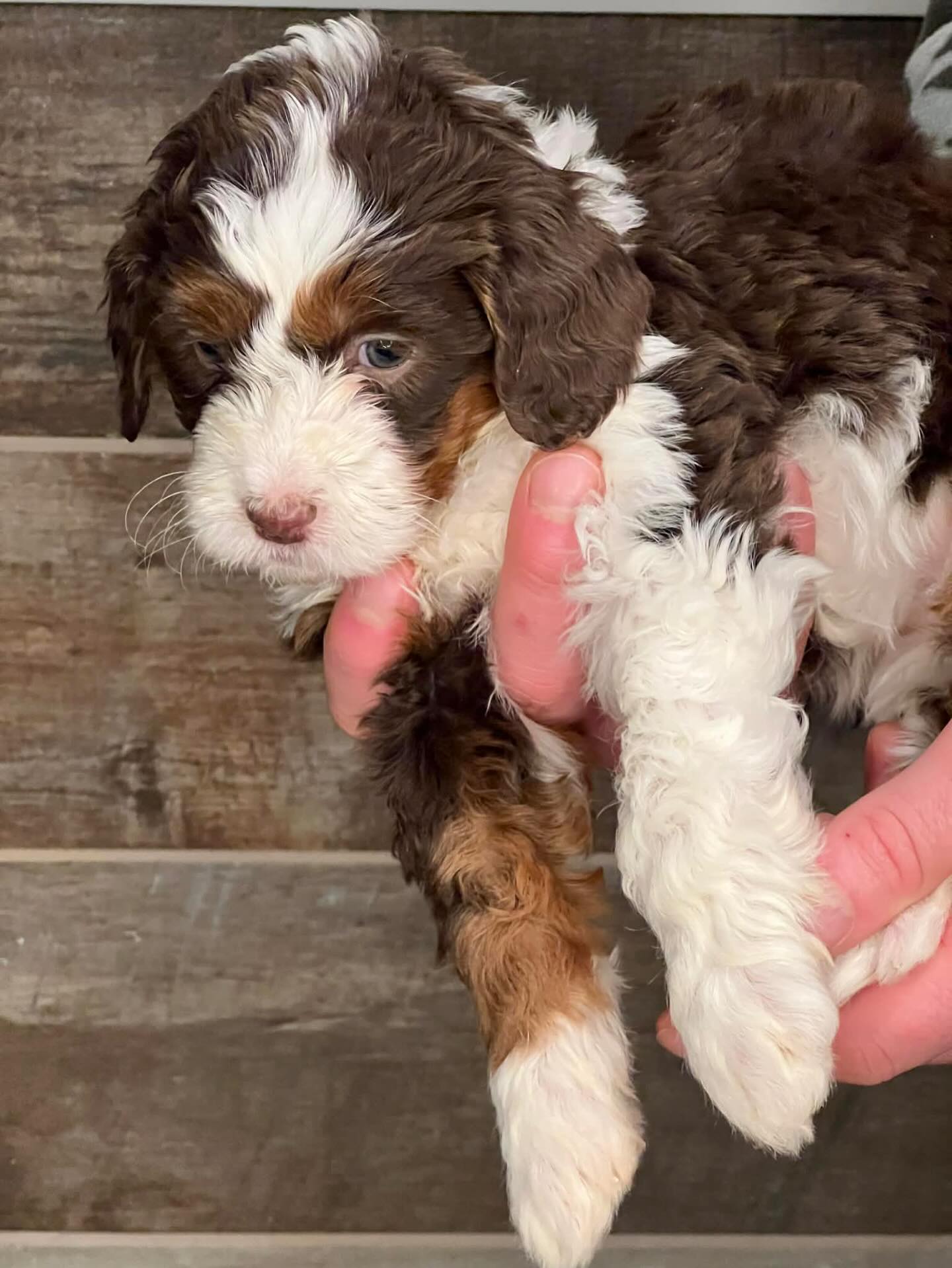 ***Pups has found their people!!! ***
These babes are looking for ❤️!!! Ready to join you now!
First generation female Aussie Mountain Doodles. The girls are both medium size and will grow to be about 45lbs. Low to no shedding with stunning wavy coats.
#aussiemountaindoodle, #australianmountaindoodle, #tricolor, #tricolour