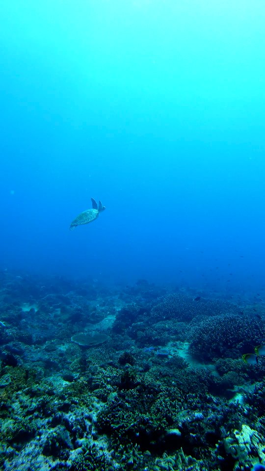 Rising through the quiet blue, unhurried and effortless — just a gentle reminder that it’s okay to take your time, breathe deeply, and find peace in slow motion. 🌊🐢
📸: @the_meandering_epicurean