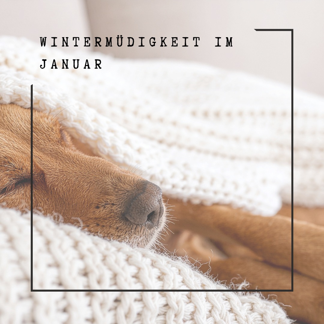 ❄ Wintermüdigkeit im Januar
Der Januar hat eine besondere Art, uns auszubremsen. Kurze Tage, kaum Licht und tiefe Temperaturen und plötzlich fühlt sich selbst der normale Alltag schwerer an.
Müdigkeit, Antriebslosigkeit und ein zäher Start in den Tag sind in dieser Jahreszeit keine Seltenheit. Das ist kein Zeichen von Schwäche, sondern eine natürliche Reaktion des Körpers.
Auch die Natur zieht sich zurück. Pflanzen, Tiere und Landschaften wechseln in einen ruhigeren Modus. Alles wird langsamer. Und eigentlich tragen auch wir Menschen diesen Rhythmus in uns. Doch unsere hektische Welt lässt oft keinen Raum für diese natürliche Anpassung und genau das macht zusätzlich müde und erschöpft.
Gerade deshalb lohnt es sich, auf einfache Dinge zu achten: frische Luft, auch wenn der Himmel grau ist. Regelmässige, warme Mahlzeiten. Ein Tagesrhythmus, der stützt statt überfordert. Und manchmal auch die ehrliche Entscheidung, das eigene Tempo anzupassen.
Akupunktur kann in dieser Phase zusätzlich unterstützen. Sie hilft dem Körper, wieder in seinen natürlichen Rhythmus zu finden, fördert ruhigeren Schlaf und stabilisiert die Energie.
Du musst dich nicht durch die Wintermüdigkeit kämpfen. Der Körper darf gerade jetzt mehr Fürsorge bekommen und manchmal reicht ein gezielter Impuls, um wieder in Balance zu kommen.
Wenn du merkst, dass dir der Januar besonders zusetzt, melde dich gerne bei mir 🥰. Gemeinsam finden wir heraus, was deinem System jetzt wirklich gut tut.
#Wintermüdigkeit #Antriebslosigkeit #Müdigkeit #Erschöpfung
#Akupunktur #Naturheilkunde #TCM #GanzheitlicheGesundheit
#Regeneration #Selbstfürsorge #Gesundwerden #Gesundheitspraxis
#Aarau #Aargau #PraxisAarau #Naturopathie #Balancefinden
#Januar #Winterblues #Rückzug #rhythmusfinden #winterdepression #psychologie #müdigkeit #holistischegesundheit #wintervibes #aarau