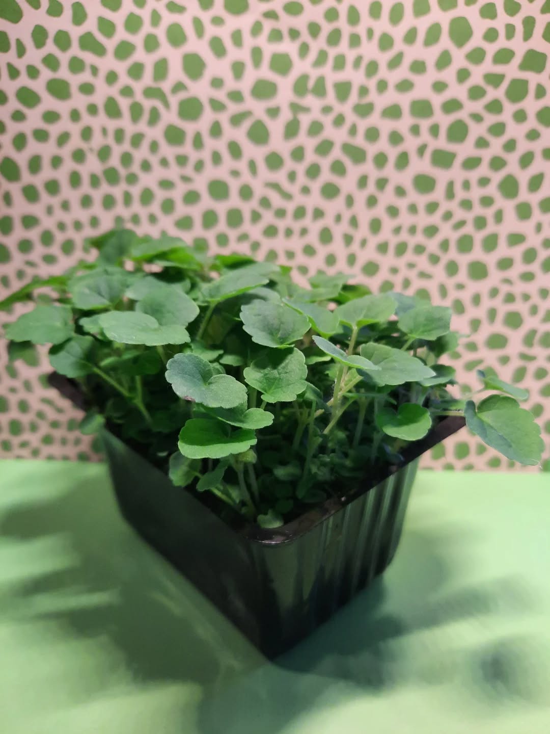 Your best choice in microgreens 🌱
Dirt Free Microgreens 🌱
Athens Gourmet Leaves 🇬🇷 Greek Microgreens 🇬🇷 Packed and delivered as fresh as it gets all over Greece🌱
Eat your greens 🌱
#supportlocal
#athensgourmetleaves #microgreensgreece #microgreens #gourmetcooking mediterraneancuisine greekrestaurants athensrestaurants greekchefs dirtfreemicrogreens gourmetcooking gourmet eatyourgreens microgreen artdelatable🍽 urbanfarming greekmicrogreens
verticalfarming madeingreece producedingreece chefstalk gastrobar culinaryarts culinary garnish chefsofinstagram cheflife happychef artonplate artonaplate7
Photo credit: Yiannis Giassemis