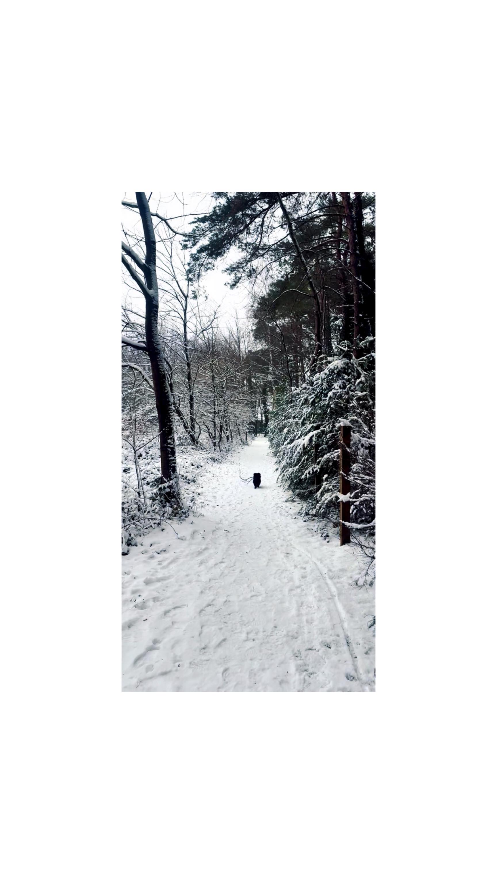 Dream big.
Decide what matters.
Move with intention.
Commit fully.
Believe.
Like Summer with her huge branch 🐶
.
.
.
.
.
#dreambig #believe #motivation #alignment #commitment