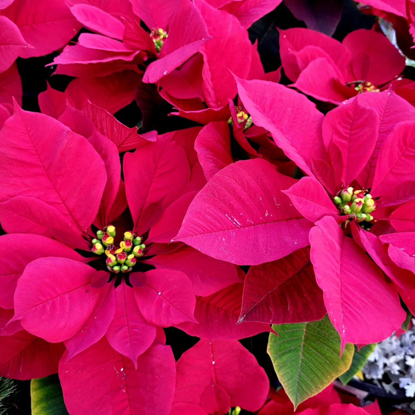 Sharing a little happiness 😊
#simplepleasures #bekindtoyourself #behappy #writersimagination 😎