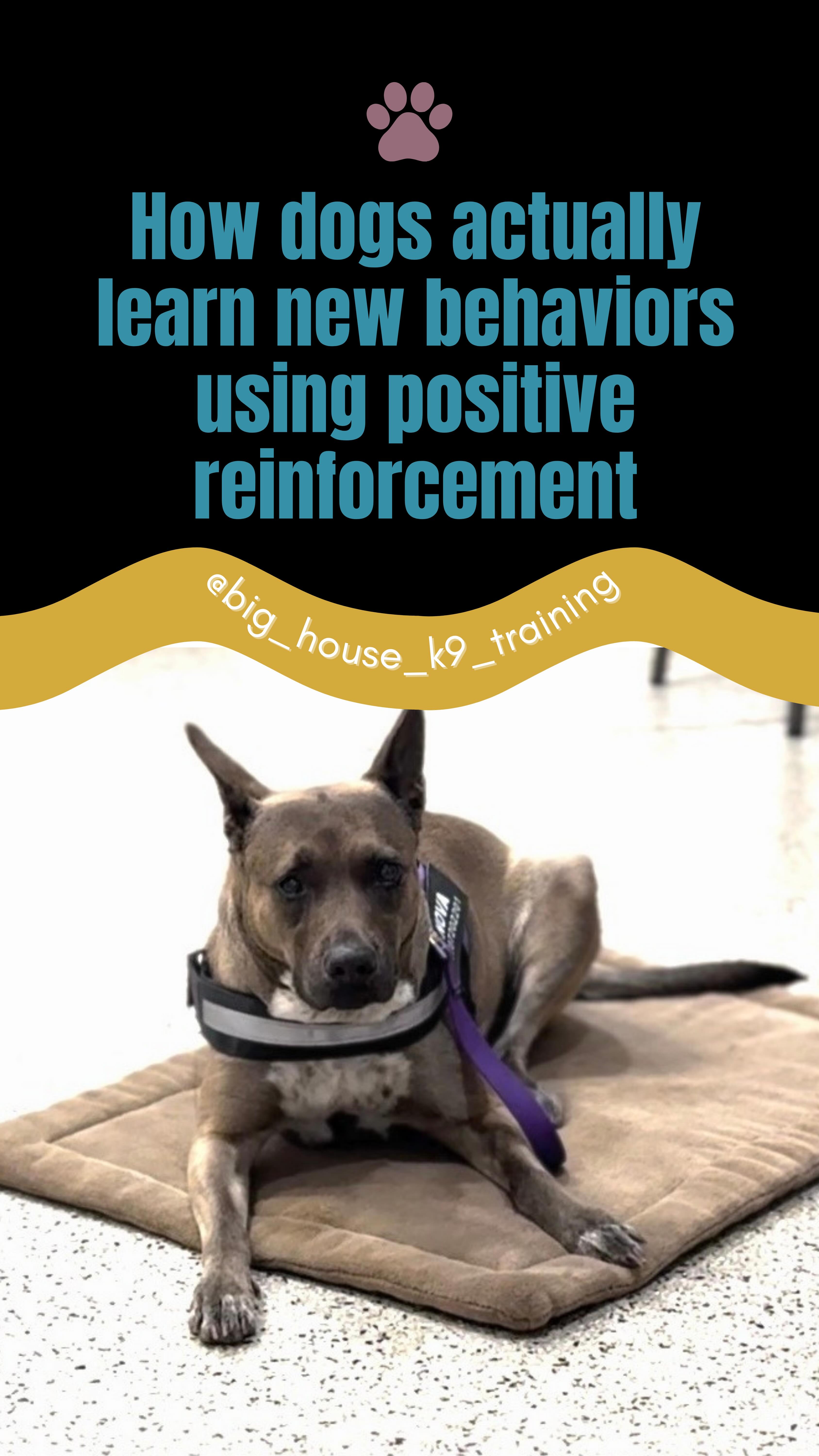 Dogs donāt learn new skills because we repeat words louder or more often. They learn through clear communication, timing, and reinforcement.
If a behavior consistently leads to something good, it gets repeated. If expectations are unclear, dogs guess, and thatās where frustration starts.
At Big House K9, we focus on teaching dogs what works instead of correcting what doesnāt. Training should build confidence, not confusion.
If youāre feeling stuck, it doesnāt mean you or your dog are failing, it usually means the information needs to be clearer.
š¬ Comment or DM us if you want help building understanding instead of frustration.
#PositiveReinforcementTraining #BigHouseK9Training #DogTrainingEducation #RewardBasedTraining #dogtraineraz