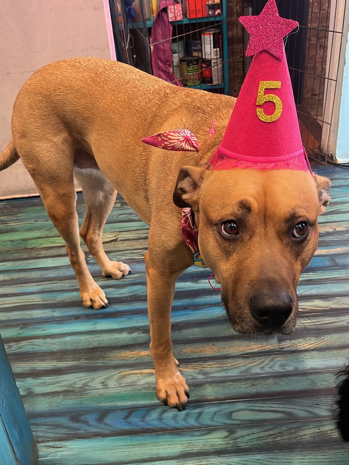 Happy birthday demiii 🎂🐾🐶
#dogsofnyc #exploremore