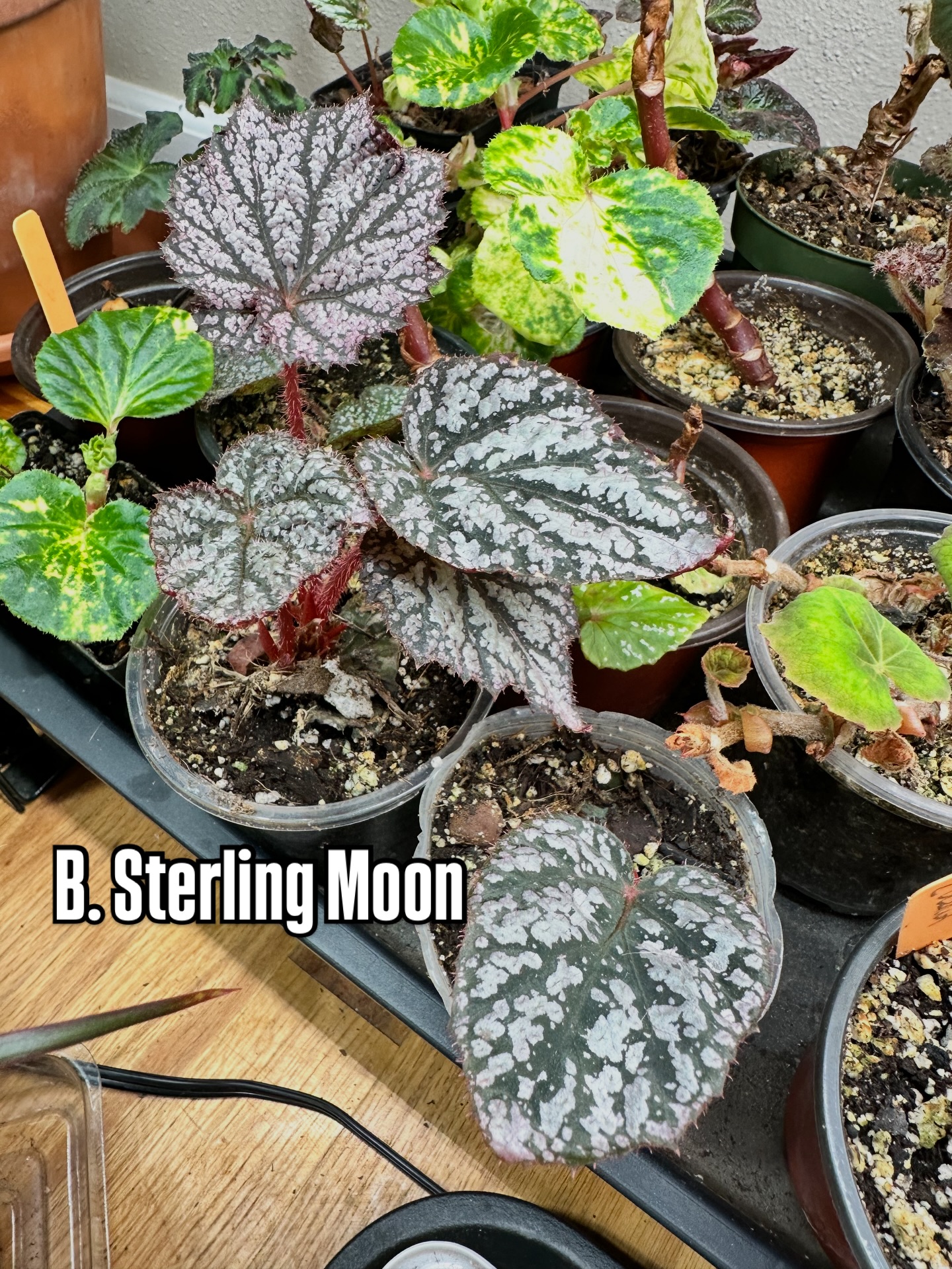 From one brave leaf to a whole new generation 🌱
Begonia Sterling Moon decided to show off today.
Photo one: two happy little plantlets, living their best lives.
Photo two: the leaf that made it all possible… and the moment when I realized, hey, this might actually work.
Leaf propagation used to feel like a gamble for me. Equal parts hope, doubt, and “well… we’ll see.” But with every attempt it gets easier, more predictable, and way more exciting. The reward of watching tiny new plants appear where there were none before? Totally worth the risk.
If you’ve been nervous to try leaf propagating, consider this your sign.
Who else loves the thrill of plant science in action? Or has a propagation fail turned success story to share?
Follow along for more begonia experiments, victories, and lessons learned the leafy way.
#TheAngryGardener
#BegoniaLove
#SterlingMoon
#LeafPropagation
#PlantNerd