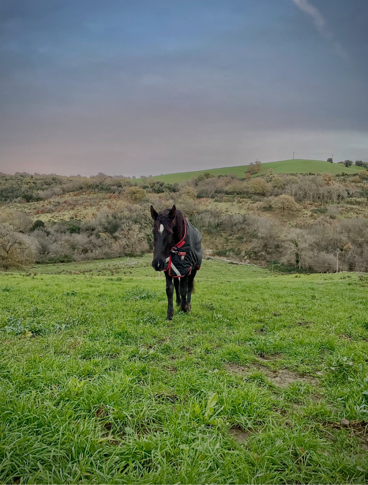 Dopo giorni di pioggia, finalmente il silenzio.
La terra ancora umida, l’aria che si apre di nuovo.
Lei risale lentamente la collina,
con passo tranquillo, presente.
Indossa una coperta da pioggia,
perché a volte anche i cavalli hanno bisogno di un po’ di sostegno.
Senza che questo tolga nulla alla loro forza,
alla loro dignità,
alla loro natura.
Non è debolezza.
È attenzione.
È rispetto per il momento, per il corpo, per ciò che serve adesso.
Nach mehreren Tagen Regen kehrt endlich Ruhe ein.
Der Boden ist noch feucht, die Luft klar.
Sie kommt den Hügel herauf,
ruhig, aufmerksam, ganz bei sich.
Sie trägt eine Regendecke –
denn manchmal brauchen auch Pferde Unterstützung.
Nicht als Einschränkung,
sondern als Fürsorge.
Keine Schwäche.
Sondern Achtsamkeit.
Respekt für den Moment, für den Körper
und für das, was gerade gut tut.
#LePuledraieDiSterpeti #CavalloMaremmano #Maremmano #EquitazioneEtologica RispettoERelazione VitaNelBranco CavalliInLibertà HorseCentered HealthyHorses GesundePferde Pferdehaltung NaturnahePferdehaltung Achtsamkeit RespectTheHorse CavalliFelici HorsesOfInstagram Pferdeleben Maremma Naturverbunden RainyDays SlowMoments EquineCare #HorseWelfare SenzaFretta MitGefühl InBalance QuietStrength NonSoloSole
