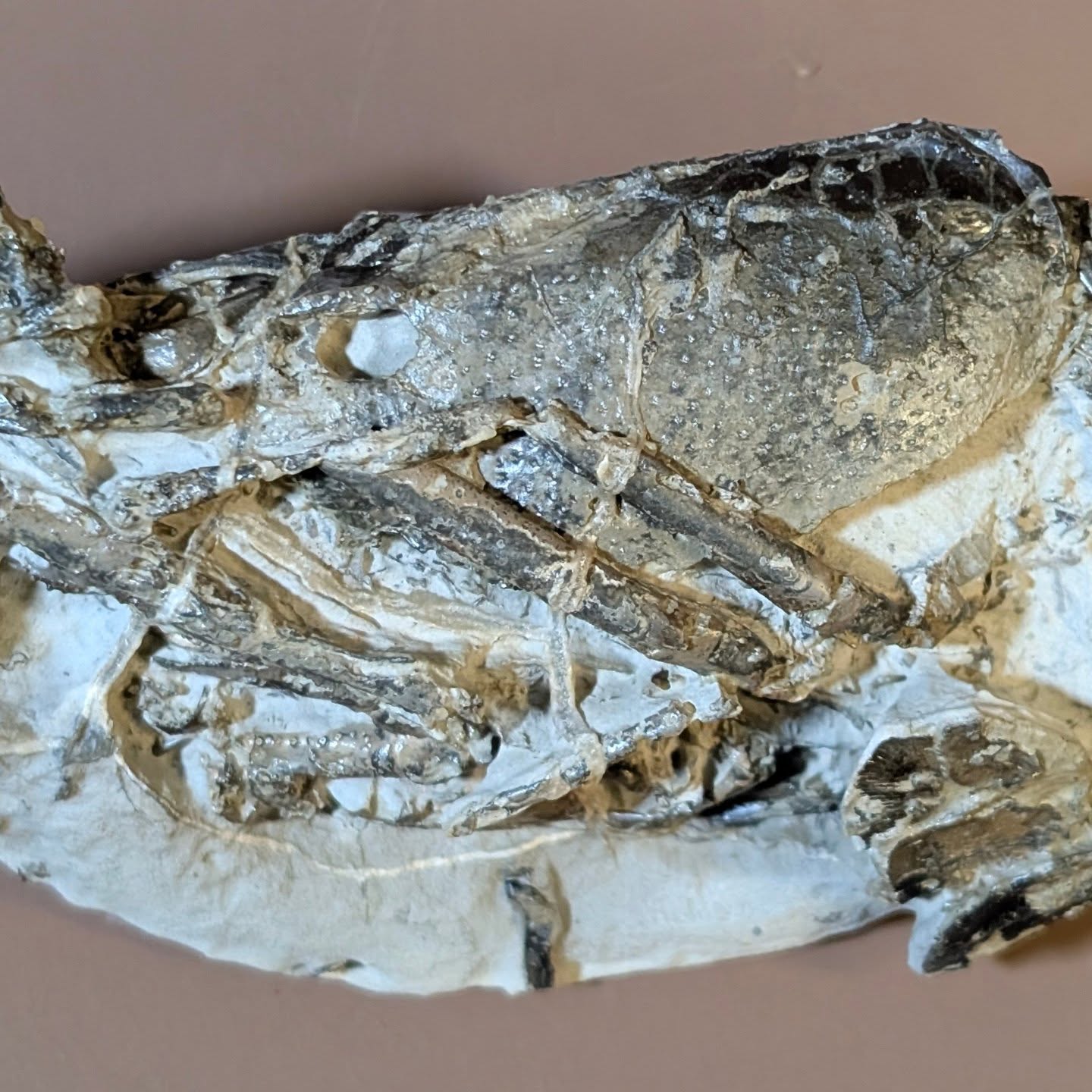 Just finished preparing a Lower Greensand, Cretaceous Lobster from the Isle of Wight, UK Atherfieldacastus magna for @Eocene_UK
The specimen measures approximately 10cm in length.
#fossils #isleofwight #lobster #palaeontology
#fossilpreparatio museum