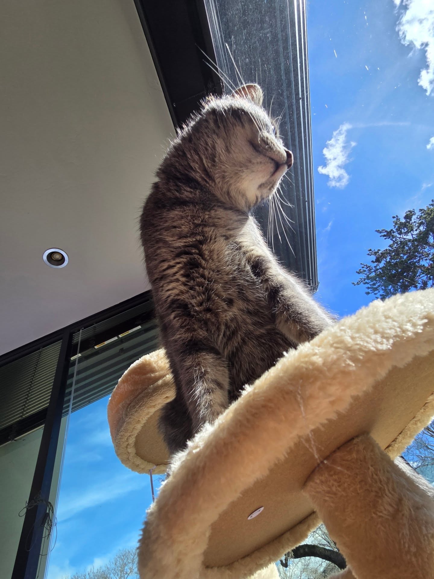 Rosita is a lover! She loves, love, LOVES people! Say hello! Available to meet and greet by appointment. She and sister Taffy must go home together!