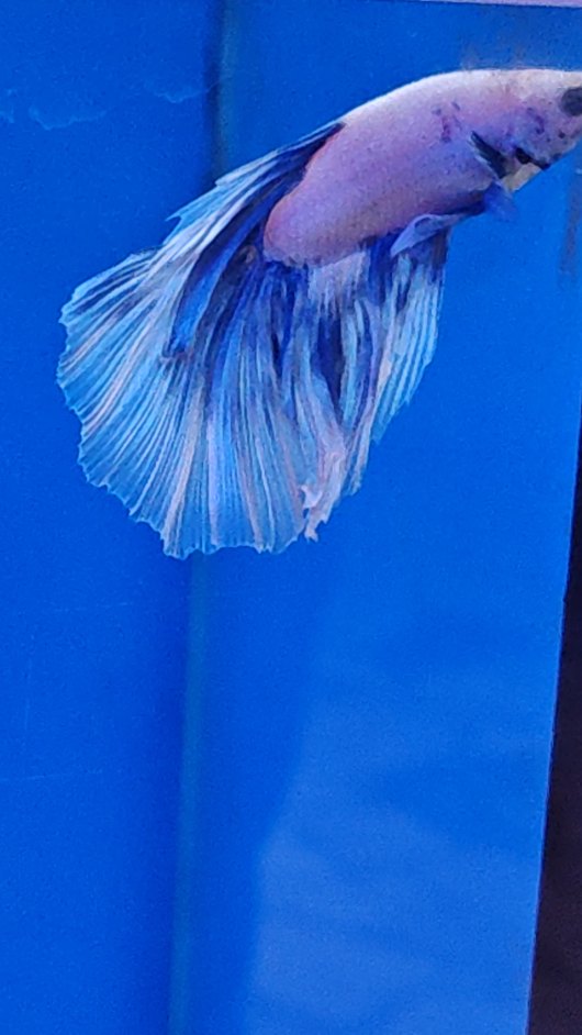 🐠✨ Colori, movimento e vita per il tuo acquario! ✨🐠
Nel nostro assortimento trovi splendidi pesci d’acqua dolce tropicali, selezionati con cura per garantire bellezza, salute e varietà 🌿🌈
Che tu stia allestendo un nuovo acquario o voglia dare nuova energia al tuo habitat, lasciati conquistare dalle nostre specie tropicali.
📍 Ti aspettiamo da Reef Aquarium
📍 Via Gasperina 296 296–298, Roma
Passa a trovarci e scopri il pesce perfetto per il tuo acquario! 🐟💙
#ReefAquarium #acquariotropicale #pescitropicali #acquadolce
#acquariofilia roma negozioanimali acquarioroma
tropicalfish aquariumlife fishlovers