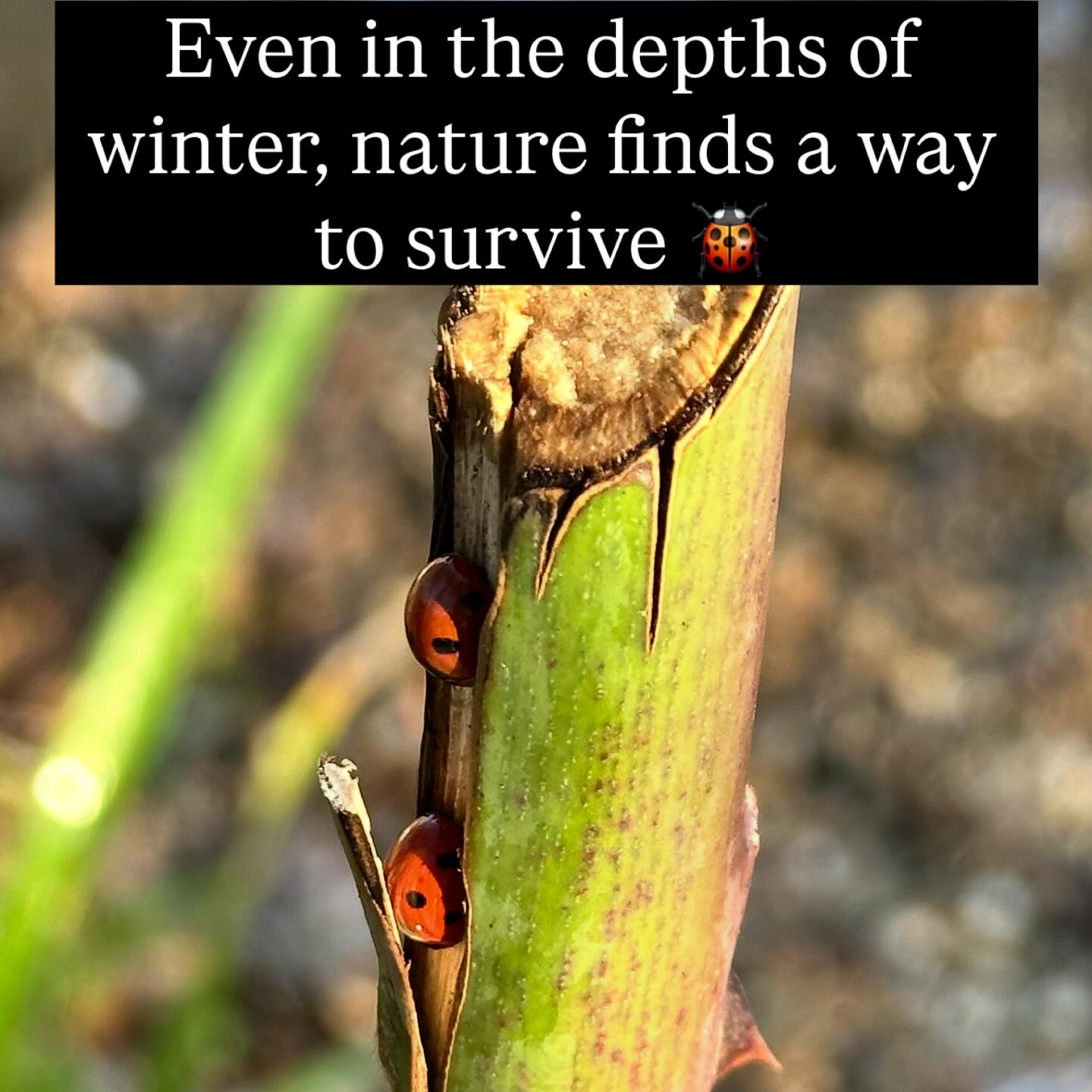 Found in the garden. With snow on the ground and -3 temperatures, these two little ladybugs sheltered and happy. A reminder not to cut everything back in Winter š #ladybird #winter #nature