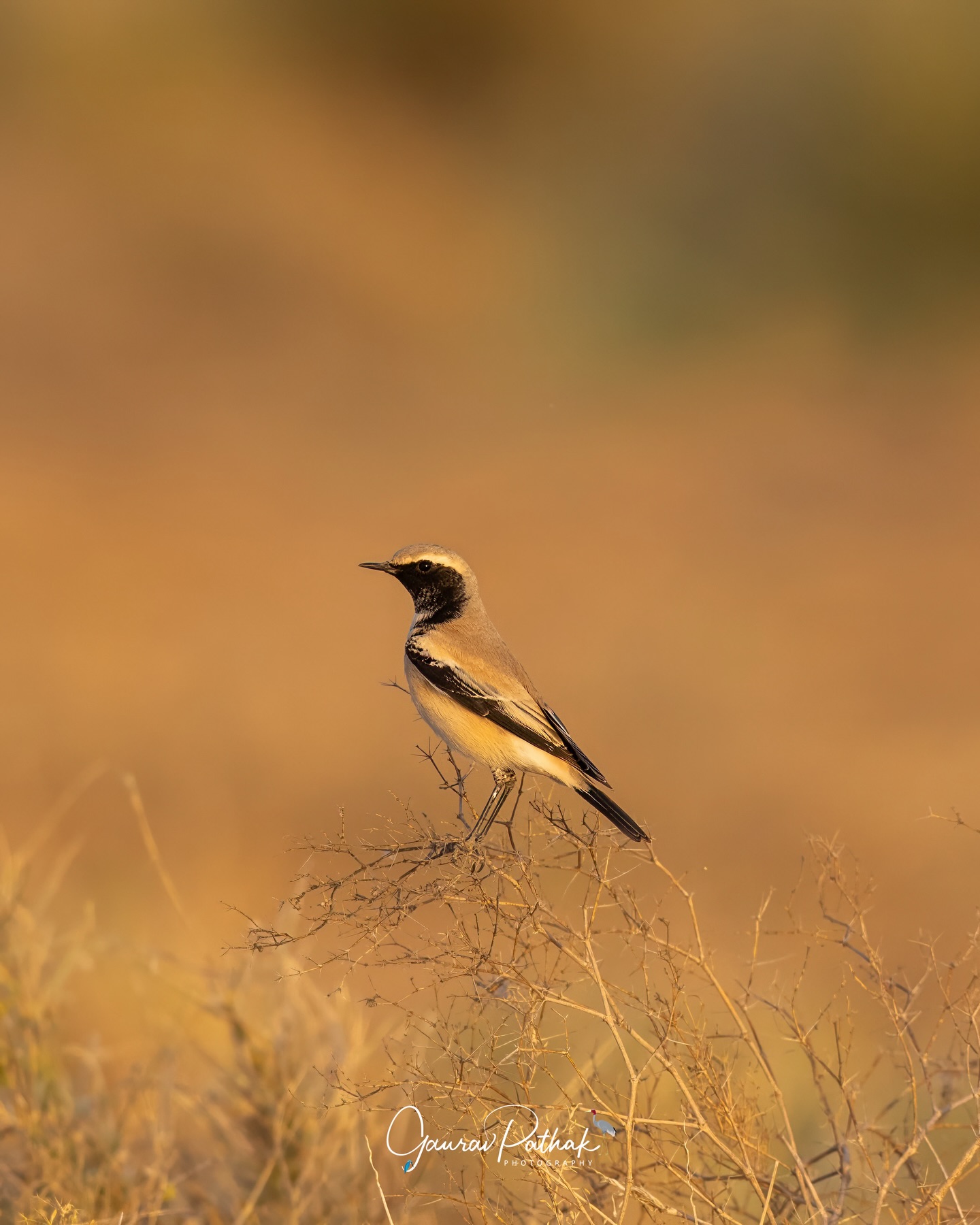 Desert Wheatear (Oenanthe deserti) – Two birds, one bush, and the last light of the day doing all the work. The male, crisp black-and-white, looks sharp and assertive in the warm glow. The female, softer and sand-toned, blends effortlessly into the desert palette. Bathed in setting sunlight, the contrast between them feels gentle rather than stark. A quiet evening moment that shows how perfectly both belong to the same harsh, beautiful landscape.
.
Location - Desert National Park
Shot on Canon R5
Canon RF600mm F4 L IS USM
ISO 200
f/4
1/2500s
.
#DesertLight
#WheatearPair
#GoldenHourBirds
#AridLandBeauty
#canonasia