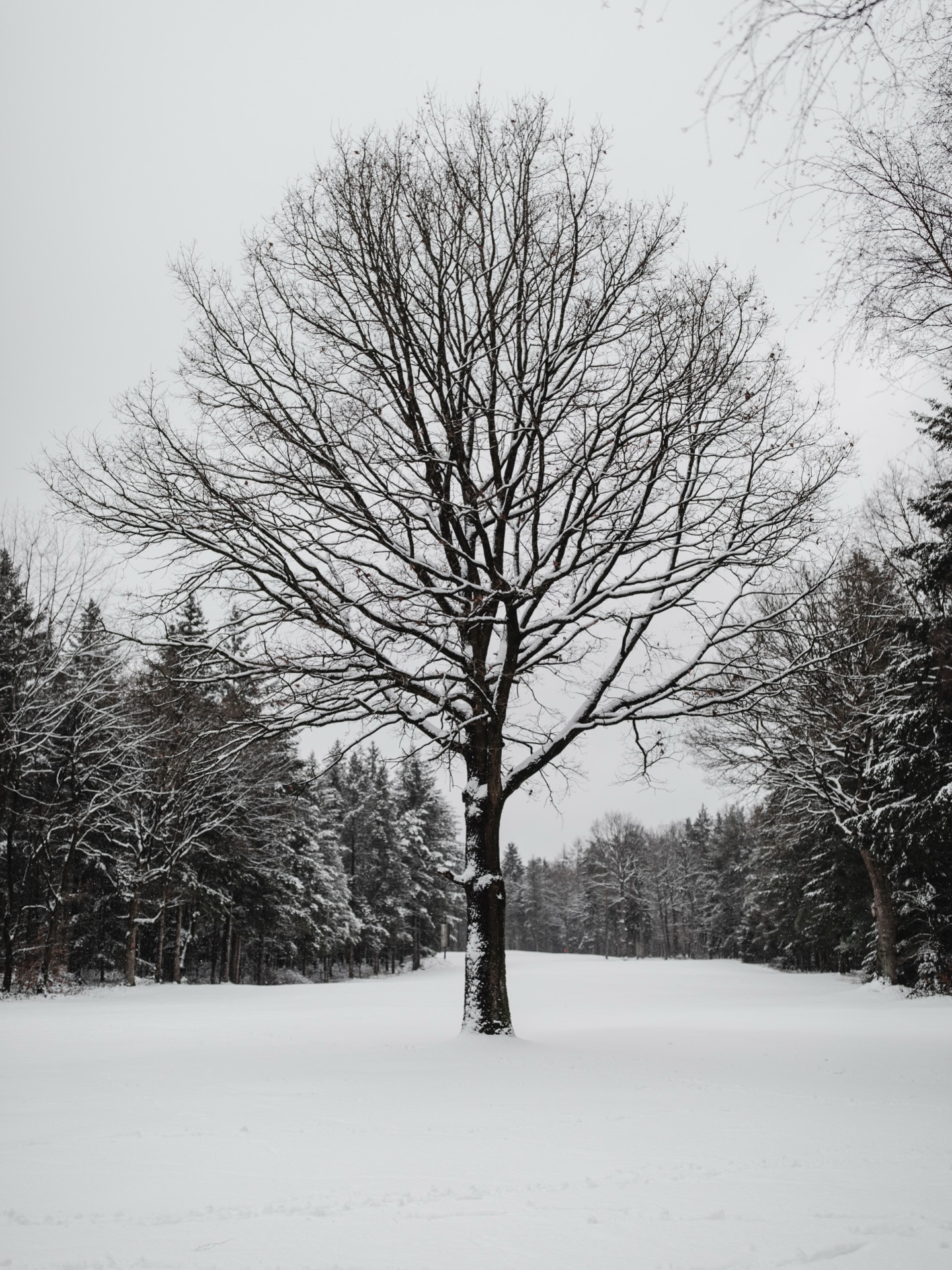 Winterwonderland #golf #golfimnorden #vechta