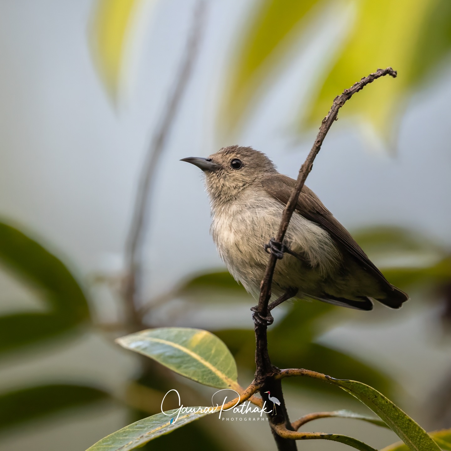 Nilgiri Flowerpecker (Dicaeum concolor) – One of those moments that begins with sound before sight. A soft, insistent call from the tree above made me look up, and there it was—brief, unassuming, and easy to miss. It didn’t linger long, but just enough time was given for a single, decent frame. Sometimes that’s all you get, and sometimes that’s all you need.
.
Location - Chikmanglur
Shot on Canon R5
Canon RF600mm F4 L IS USM
ISO 3200
f/4
1/1250s
.
#ChanceEncounter
#FlowerpeckerMoments
#BirdingByEar
#ForestFinds
#onegoodframe