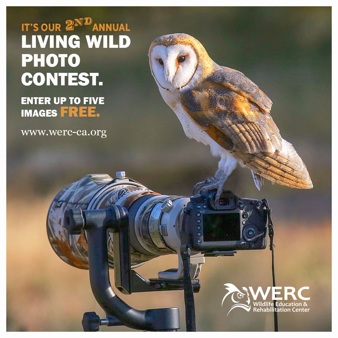 Enter our 2nd annual photo contest. Entries close February 6, 2026. It is free to enter! www.werc-ca.org #photocontest #wildlifephotocontest