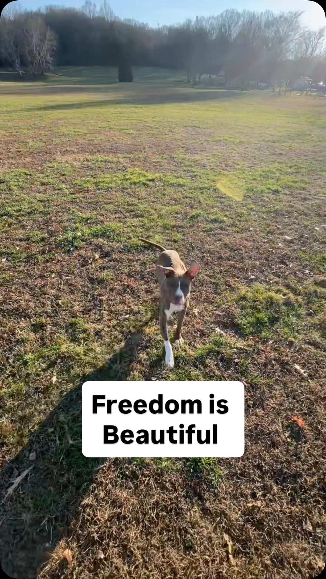 #pitbull #offleash #dogtraining