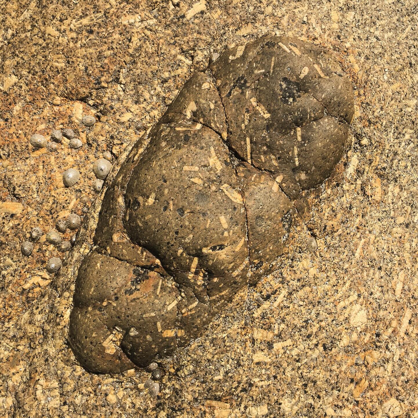 A fine-grained felsic igneous enclave in coarse grained Land’s End Granite down at Pellitras Point near Land’s End.
Limpets for scale - they’re around 1-2 cm in diameter.
An enclave refers to a piece of rock enclosed within an igneous rock. They can either be igneous enclaves, of which they could be mafic or felsic (like here) in composition. Alternatively, they can be non-igneous enclaves (metamorphosed sedimentary rocks).
The rounded, lobate contact of this enclave tells us the two igneous rocks must have coexisted as magmas. This is known as magma mingling. Think lava lamp, or oil and water. If an enclave has more angular contacts then it was probably more solid to break in a brittle manner.
Enclaves can be cm sized, and some hundreds of metres across. They can originate from two settings. One is where a magma body picks up fragments of other rocks or magma when being transported. Alternatively, later intrusions can get injected in to older bodies of magma when still predominantly liquid.
They mingle rather than mix because of a whole host of physical and chemical reasons. However, this is still likely to be some level of diffusion or trading of elements and minerals at the boundaries.
Some of the larger minerals inside the enclave could have been enveloped into it from the surrounding magma, like kneading currents in to dough. Sometimes they crosscut the contact. This is known as a protrusive contact.
Other names include xenoliths and schlieren, but these have more specific meanings. The former typically refers to metamorphosed host rock, and the latter is likely fragments of melt source rocks that have been mostly recrystallised.
#landsend #enclave #xenolith #granite #igneous #landsendgranite #cornwall #cornwallcoast #cornishcoast #walkingcornwall #explorecornwall #lovecornwall #cornwallgeology #cornishgeology #geology #geologyrocks #geolife #geologist #geologistsofinstagram #learninggeology #geoadventure #exploregeology #geologicalwonders #geologyfieldtrip #geologylife #amazingcornwall #magma #lavalamp #cornishgranite #pellitraspoint