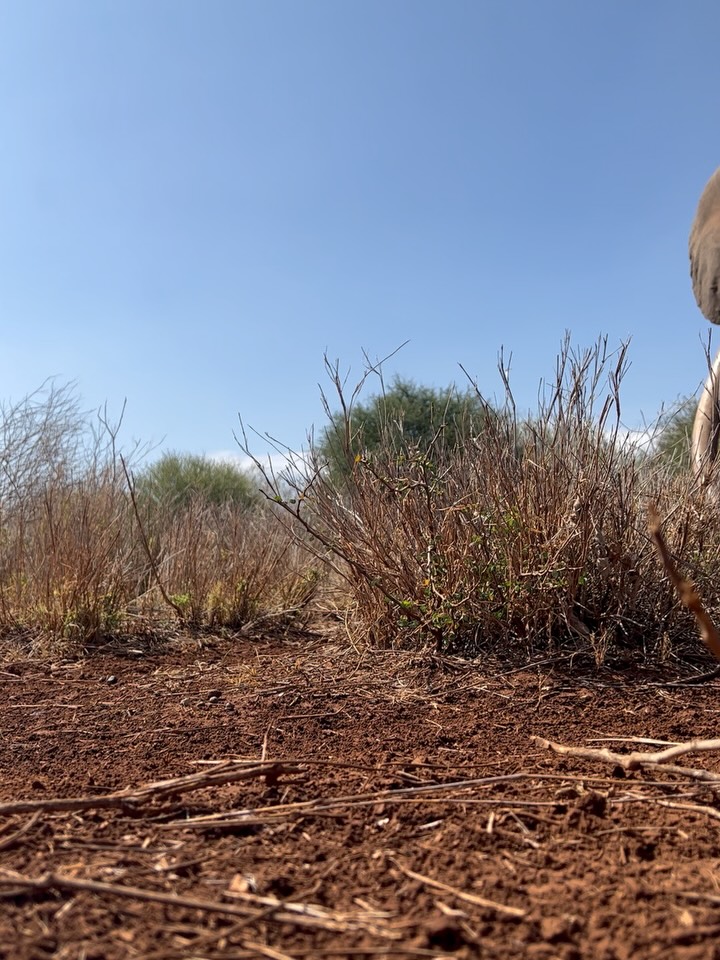 End of Era,
A true icon of the wild. His life was protected thanks to Big Life Foundation, Amboseli Elephant Trust and many other organisations who continue working every day to keep elephants safe and these landscapes wild. #CraigTheElephant #Tuskers #BigLifeFoundation #ProtectElephants #KeepItWild Conservation Amboseli