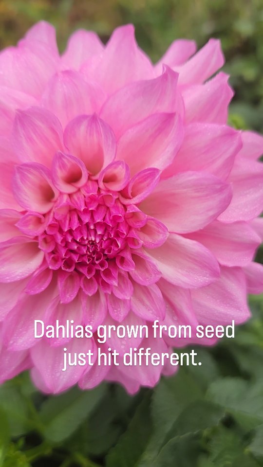 Reviewing our 2025 seedlings and finding ourselves stopping, staring, and doing a double take at some of these quiet little marvels. There’s something so satisfying — and a little bit thrilling — about growing a dahlia from seed. The anticipation, the surprises, the what will you be? magic.
Not every seedling will be a keeper. For every stunner, there might be five that aren’t quite right… but that’s part of the joy. It makes the ones that shine feel even more special
Didn’t manage to save seed this year? Or fully in your seed-obsessed era?
We’ve got you covered. We’re quietly preparing for our Spring 2026 seed sale — watch this space 👀🌱