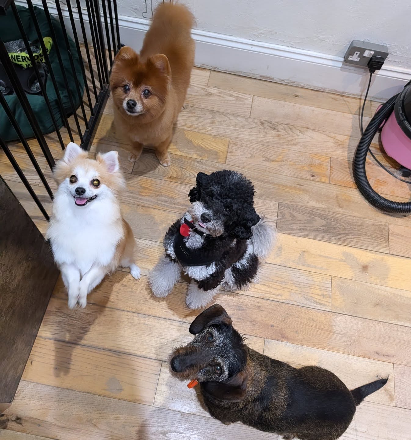 Peaches, Panko, Bear and Foxy boy all hanging out together #besties #pomeranian #poodle #sausage #woofmans #woofmansdoggrooming #love #doggroominglife🐾✂️ #brightondogs #brightondogsofinstagram #brightondoggroomers