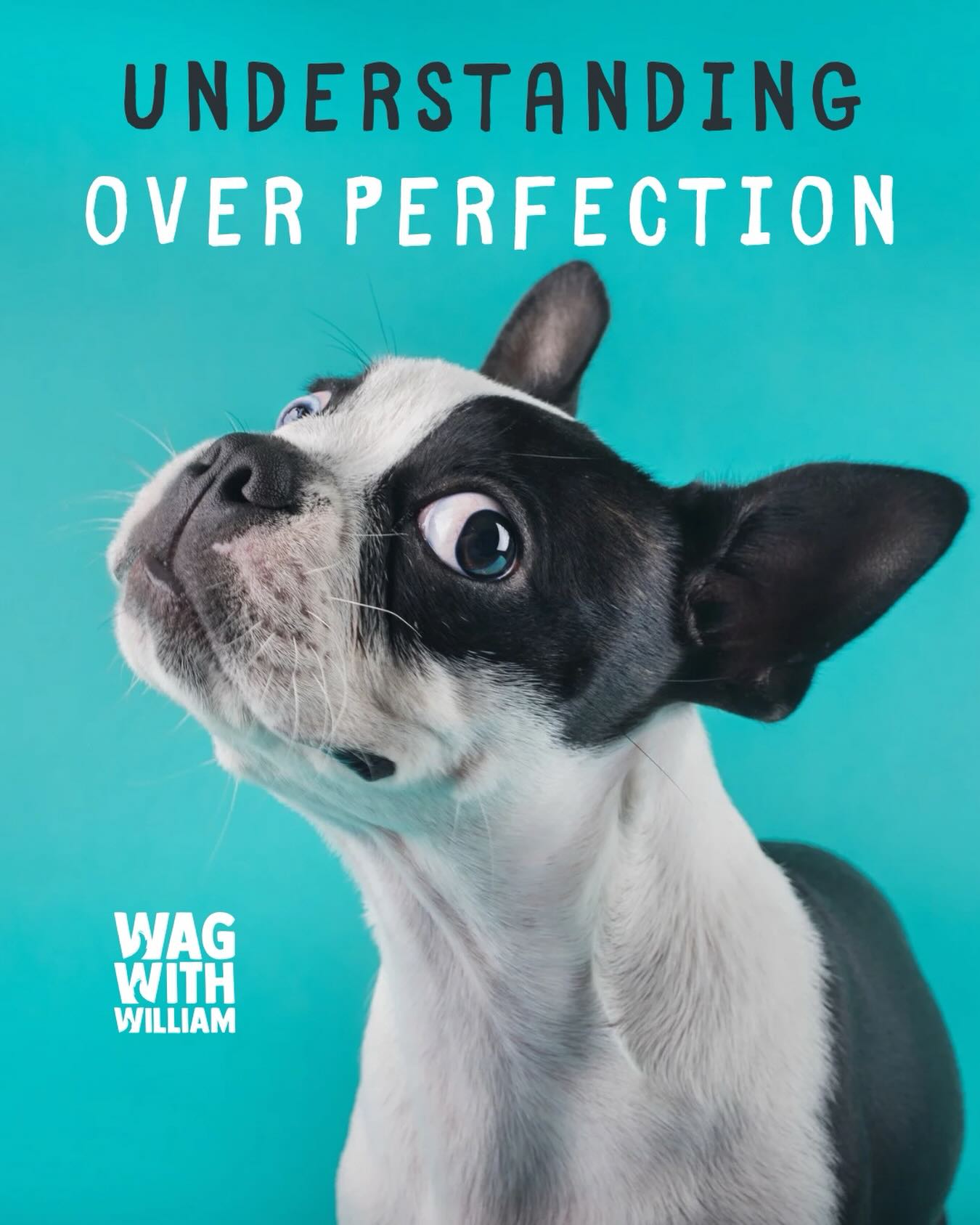 This year, we choose understanding. ๐พ๐ซโ #WagWithWilliam #FearFreeTraining #PositiveReinforcement #DogWellness #BondWithYourDog WaggingTails