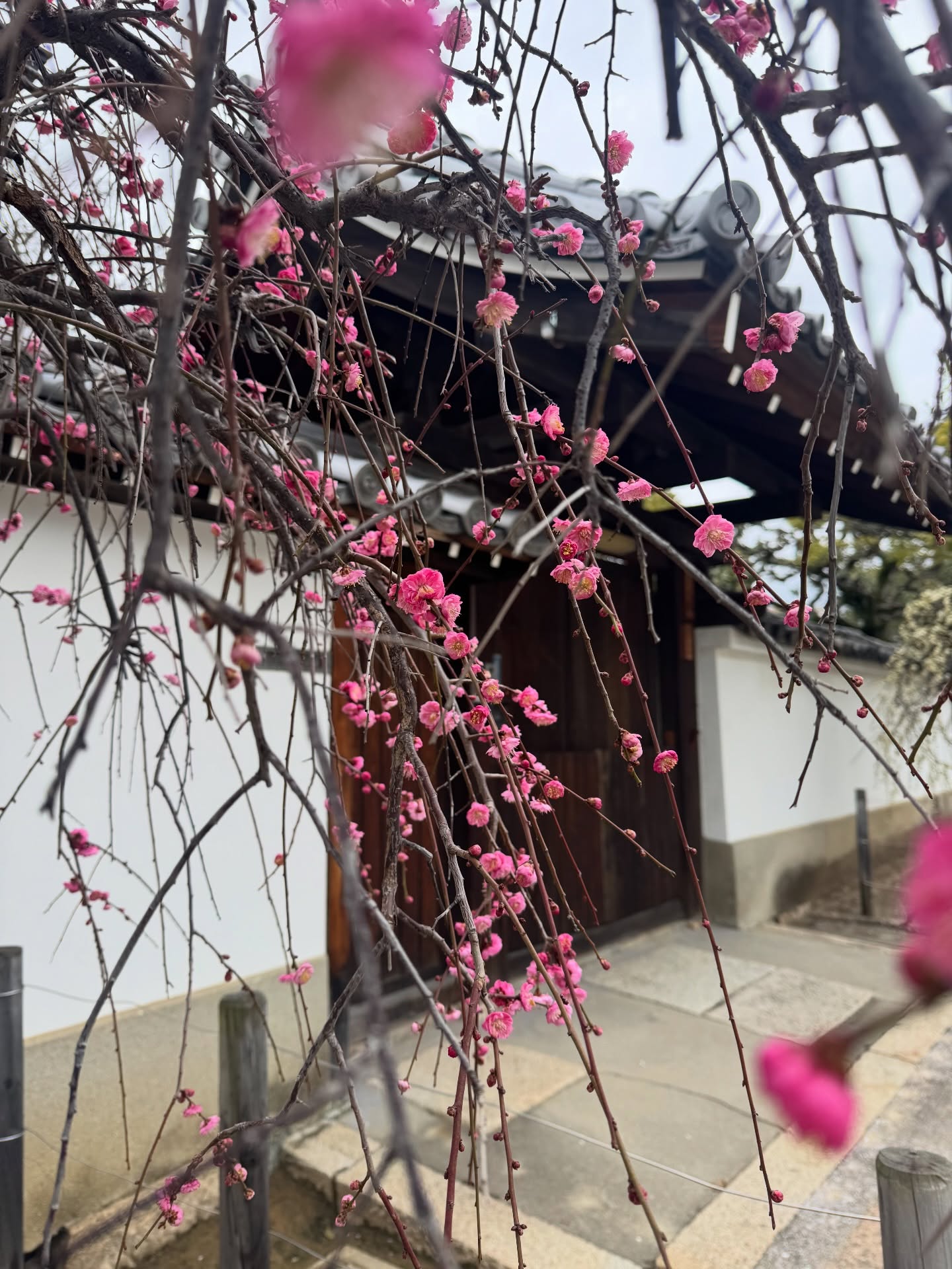 Les cerisiers en fleur au Japon 🌸
#Sakura #CherryBlossom #JapanSpring #VoyageJapon
#JapanTrip