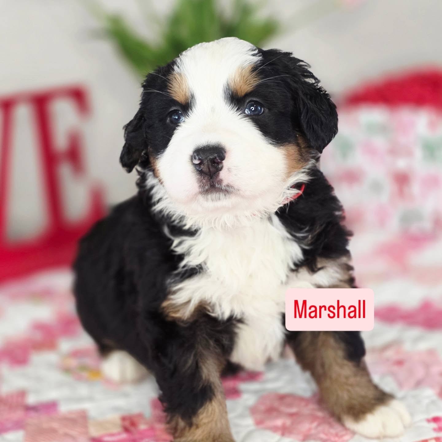 Sweet Marshall! He is the most outgoing guy. He is the 1st to the gate and is always exploring!
#puppy #puppydog #puppylove #bernesemountaindoglove ##bernese