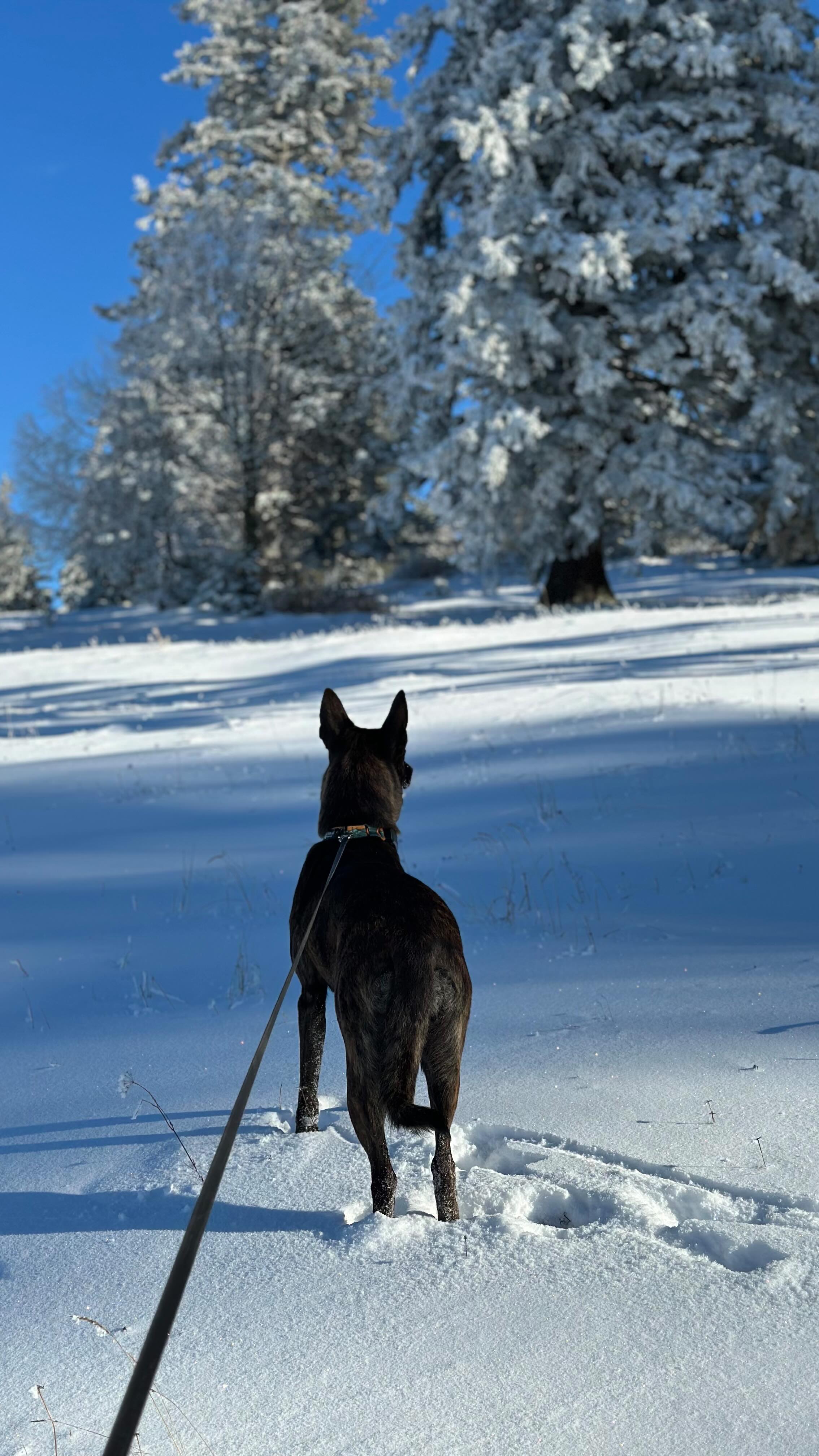 Found my soul dog 🥹❤️ #dolly