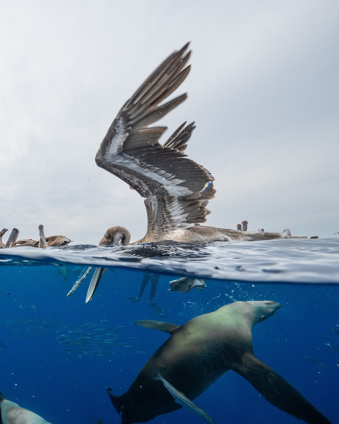 Searching for bait balls in the Pacific Ocean off Mexico is a wild experience. Upwellings in the area provide pulses of food that support a high density of wildlife.
Sea lions, marlins, and even whales feed on sardine and mackerel bait balls, causing explosive concentrations of life across vast stretches of ocean.
Seabirds also join the feeding frenzy. It wasn’t uncommon to see hundreds of pelicans diving into the bait ball to feed, competing with the predators below the surface for fish.
Lead by the impressive @nomad_diving @panchita_oh @cris.uw
#wildlife #nature #diving #ocean #photograhpy #underwaterphotography