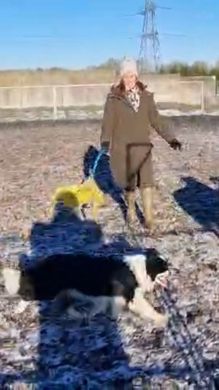Sheepdogging in the snow
❄️🐑🐑🐑🐑 🐕 🇬🇧
Gaara ✨️
Unleashed Borders Dress to Impress - 7 months old
#sheepdogtraining #puppy #bordercollie #bordercolliecyprus #sheepdog
