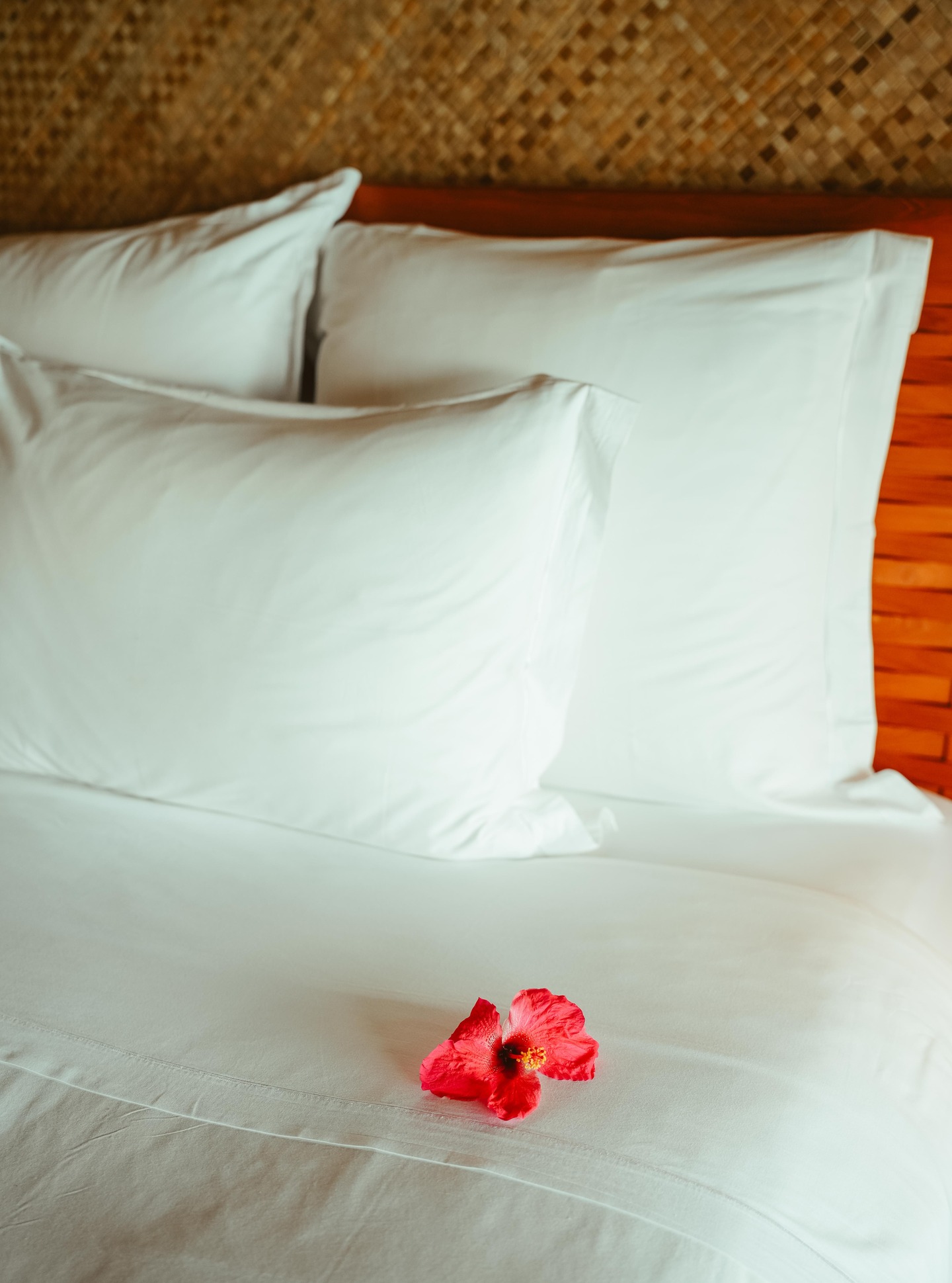 En Tahití, la flor de hibisco encarna la cultura, la belleza y las tradiciones polinesias.
Un gesto sencillo, lleno de significado, que invita a vivir el viaje de otra manera.
¿Y si esta historia comenzara contigo?
.
In Tahiti, the hibiscus flower embodies Polynesian culture, beauty and traditions.
A simple gesture, rich in meaning, inviting you to experience travel differently.
What if this story began with you?
📷 @emmatournier_ | @ic_boraboralemoana
#MoemoeaTravel #PolinesiaFrancesa #FrenchPolynesia #IslandStay #TravelMood #SoftMoments #HotelDetails #SlowTravel #TravelInspiration #LuxuryGetaway #EscapeDreaming #LoveTahiti