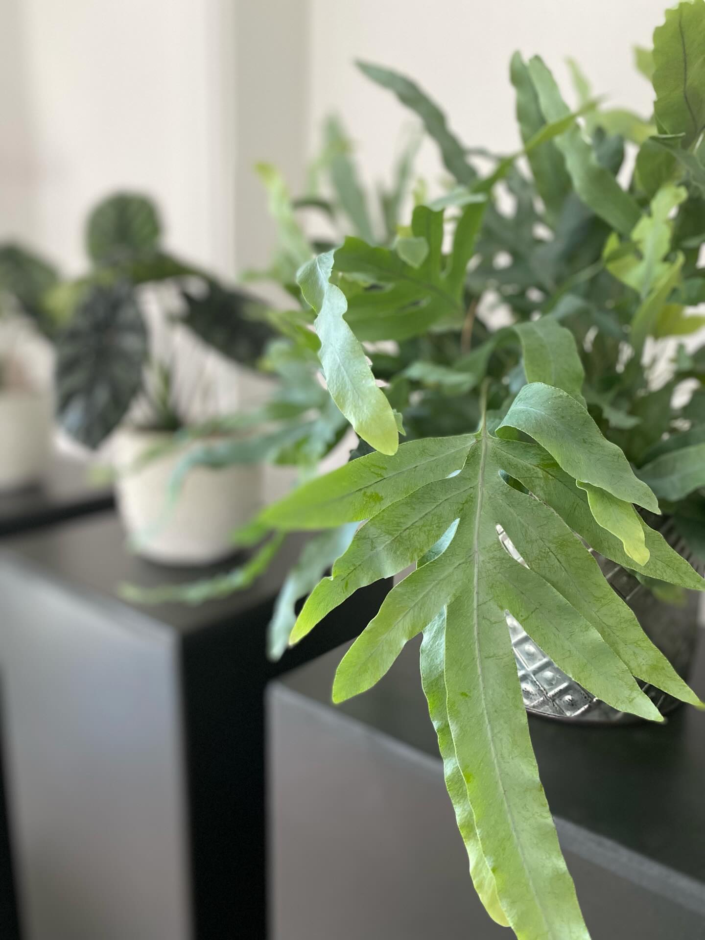 Hast du gewusst, dass Grünpflanzen das Raumklima verbessern, die Luftfeuchtigkeit regulieren, Schadstoffe filtern und somit das Wohlbefinden steigern? Zudem sind sie hübsche Raumgestalter und schaffen eine entspannte und wohnliche Atmosphäre. Der ideale Begleiter also fürs neue Jahr🌿🪴🍀
#grünpflanze#grün#grünpflanzenliebe #raumgestaltungsidee#raumgestaltung
FLORIST
ATELIER BLUMENSTIL
DÜRNTEN
BLUMENLIEFERUNG
BLUMENABO