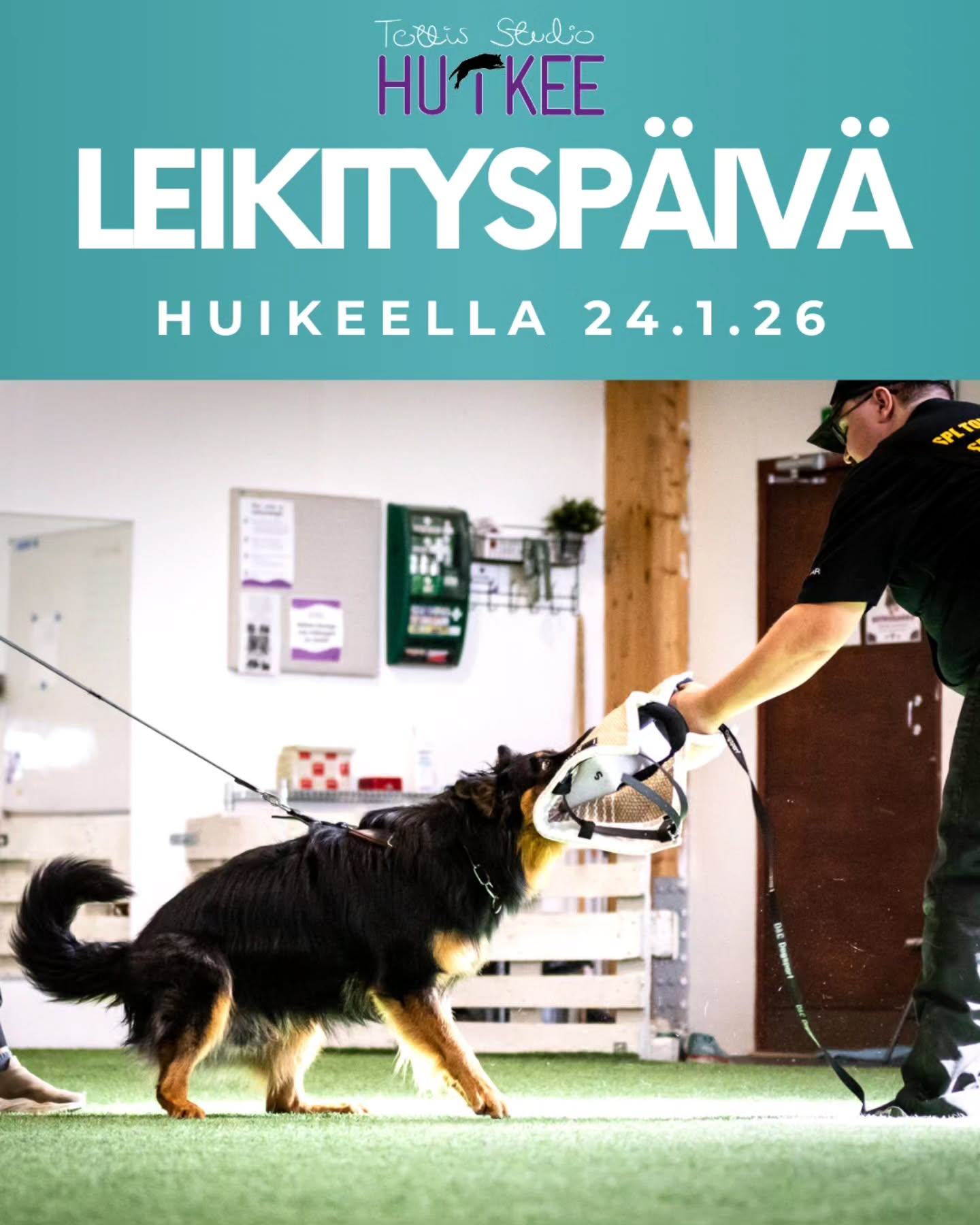 ⭐️ LEIKITYSPÄIVÄ ⭐️
Leikityspäivä 24.1. Lauantaina klo.10 alkaen HuiKeen hallilla Kuopion Kelloniemessä 💪
Koiria tulee leikittämään SPL 2vuosikurssin maalimiesoppilas Leevi Ruokonen @laadukkaasti
Leikityspäivä on tarkoitettu pk-oikeudet omaaville roduille. Päivän hinta on 35€, joka sisältää hallimaksun ja leikityksen (2 kierrosta). Mukaan otetaan max 15 koirakkoa.
Maalimiehen leikityksestä on monia hyötyjä erityisesti harrastuskoirille vaikkei ne harrastaisikaan suojelua. Koirat pääsevät käyttämään viettejään sallitusti ja monesti koirat alkavat palkkaantumaan myös paremmin leluilla leikityksen kautta.
Koiran kanssa leikkimiseen ja palkkaamiseen saadaan rakennettua työkaluja tätä kautta, joita voi hyödyntää myös itse koiraa palkatessaan. Saat myös tarvittaessa vinkkejä kuinka voit itse leikkiä koiran kanssa sujuvammin.
Leikityksen tarkoitus on vahvistaa koiran itsevarmuutta ja tätä kautta osa koirista vasta syttyy kunnolla leikkimiseen! Leikityksellä pystyy myös rakentamaan/vahvistamaan hakukoiran haukkuilmaisua.
⭐️ Paikalla myös HuiKeen valokuvaaja Heidi, jolta voi jälkikäteen lunastaa omasta koirastaan muutaman kuvan 🤗
Maksu paikan varatessasi mobilepay 48230 viestiin leikityspäivä tai suoraan tilille. Maksuohjeet saat ilmon yhteydessä.
⭐️ Ilmoittaudu mukaan sähköpostitse
tottisstudiohuikee@gmail.com
Laita ilmon mukaan:
- koiran tiedot: rotu, ikä, nimi
- koiran treenitausta
- onko jotain haasteita/muuta mitä haluat mainita/tavoite leikityspäivälle
#tottisstudiohuikee #leikityspäivä #huikeekuopio #koirakoulukuopio