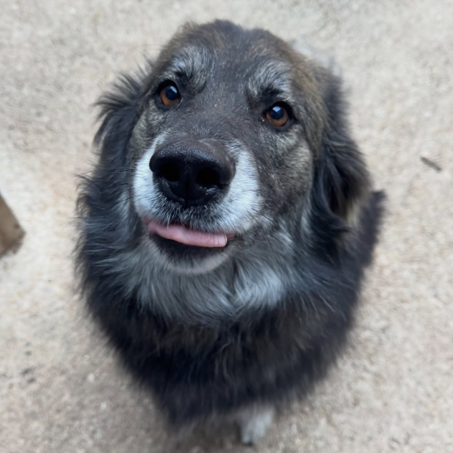 Lieutenant LT says 🫡
Spring break dates are filling up FAST. Let us know if you need in-home visits or boarding for upcoming travel dates!
Boerne Pet Sitting
📍Boerne - Fair Oaks Ranch - Dominion - Leon Springs
📱Book now! DM to request dates or message 830-837-3135
#boerne #petsitting #fairoaksranch #localbusiness #dogboarding