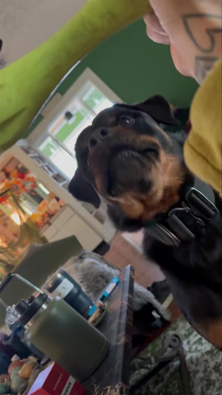 DOG TALK TUESDAY: Lip Licking
We often talk about lip licking within interactions as a request for space, ie a distance increasing signal. The reason I focus on educating people so much on body language is because noticing one lip lick can be the difference between someone getting bit and someone not getting bit. This is imperative when it comes to working with dogs who display aggression or working with dogs with unknown histories.
BUT I always try to be mindful of making sure that everyone understands that these can always be a POTENTIAL… not necessarily a definitive. However, it doesn’t hurt to take signals as distance decreasing if suspected.
Many body language cues have multiple potential meanings. The lip lick is one.
Lip licking can also occur in anticipation of something - a treat, a toy, a release cue, etc.
Here, my dog Chupacabra is lip licking in anticipation of being released to his toy. It’s a simple interaction, but it shows that lip licking in this context is not to increase distance from the toy - he wants the toy and therefore wants to DECREASE distance to it! But he has a hard time containing himself before he gets it, hence the anticipation licking.
As always, when reading body language we have to remember to read it like we would read a sentence. Understand that it’s all the words together that create the meaning of a sentence, not one word alone. Thereby we also need to take all of the dog’s body language signals combined to create a meaning, and not focus on one single body part by itself.
#RotNDog #RotNDogTraining #dogtrainer #dogtraining #dogbehavior #soflo #palmbeach #broward #puppies #puppytraining #gooddog #goodpuppy #obedience #aggression #fear #anxiety #behavior #training #muzzle #adopt #rescue #shelterdogs #dogswhobite #dogtalktuesday