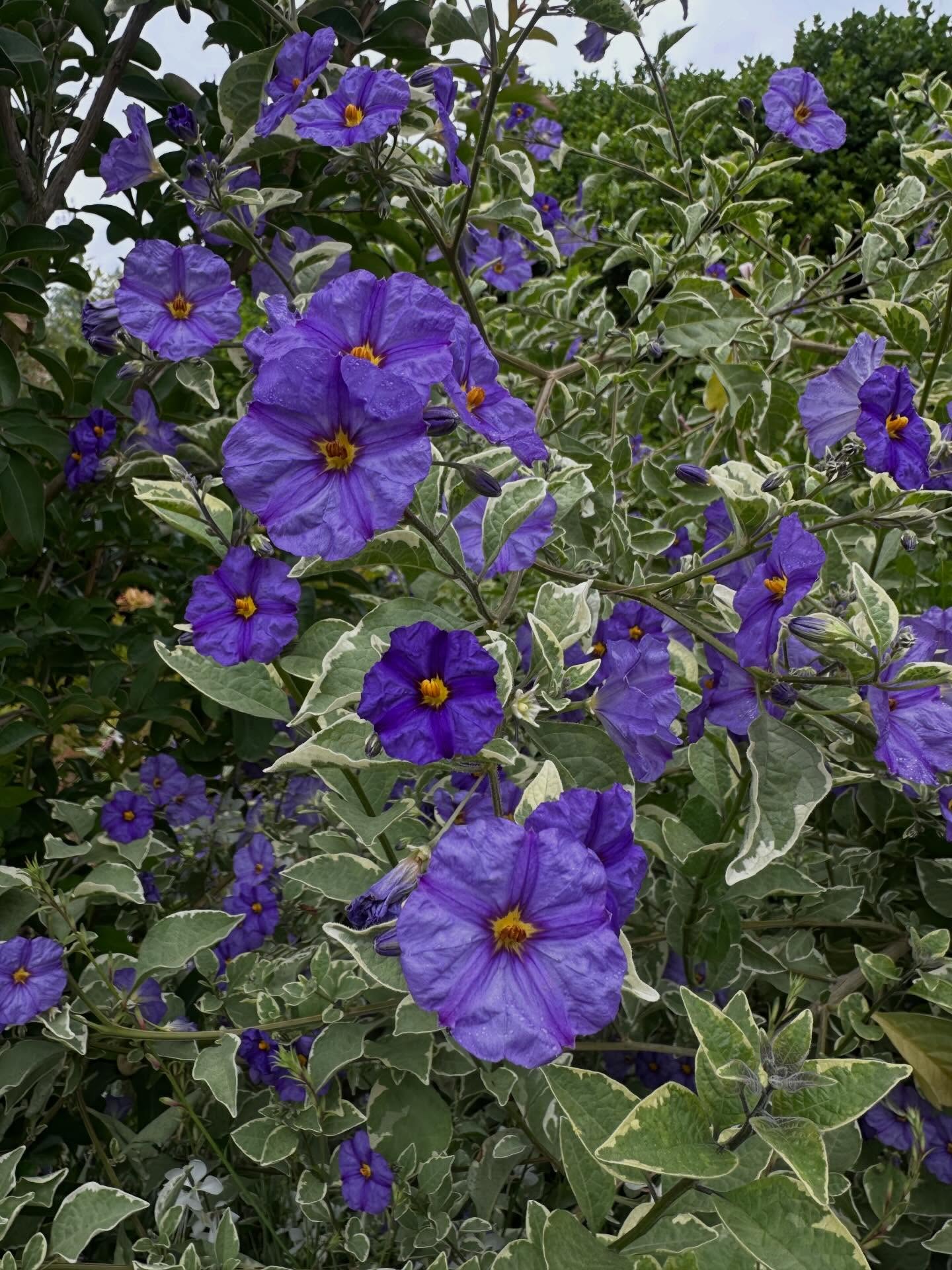 Un arbusto que ilumina mucho el jardín, Solanum Rantonetti