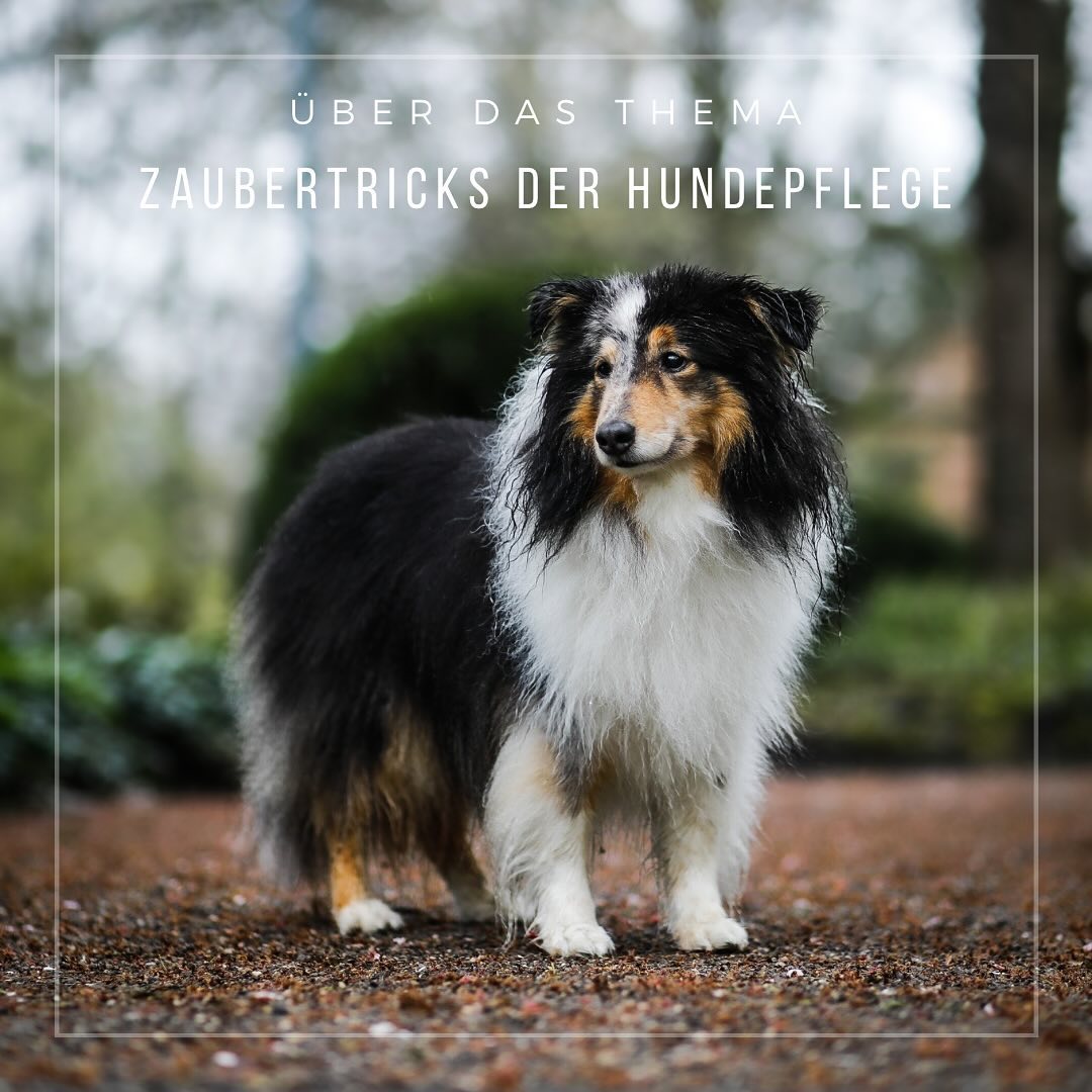 Zaubertricks der Hundepflege
•
Auch zuhause darf die Pflege deiner Fellnase natürlich nicht fehlen.
Um diese zu erleichtern, gibt es ein paar Tricks, damit dein Hund und du entspannt durch den Spa-Day kommen.
•
Medical Training: Das Medical Training verfolgt das Ziel, Körperpflege und tierärztliche Behandlungen für den Hund möglichst entspannt zu gestalten.
Das passiert dadurch, dass der Hund bereits kennt, was passiert. In kleinen Übungseinheiten zuhause lernt der Hund, dass es in Ordnung und sogar positiv ist, dass seine Pfote angehoben wird, dass ins Ohr geschaut wird, dass die Rute angehoben wird, dass er hochgehoben wird oder, dass ins Maul geschaut wird.
Dazu wird zunächst nur das Berühren z.B. des Ohres belohnt, bis der Hund es positiv verknüpft hat.
Dann folgt das Anheben des Ohres, welches wiederrum hoch belohnt wird, bis man mit dem Finger am Innenohr entlang gehen kann.
Gleiches kann auch auf das Bürsten übertragen werden.
Zunächst wird belohnt, dass die Bürste neben einem liegt und man sie in der Hand hält.
Anschließend folgen nur kurze Berührungen mit der Bürste am Körper und eine Belohnung dafür.
Sobald der Hund diese Vorgänge positiv verknüpft hat können die Berührungen länger anhalten und die ersten Bürstenstriche gemacht werden.
Ein wichtiger Bereich im Medical Training bezogen auf den Termin im Hundesalon sind die Pfoten.
Der Hundefriseur schneidet die Krallen und kürzt das Fell zwischen den Ballen.
Daher sollte dem Hund frühzeitig gezeigt werden, dass das Berühren der Pfoten nichts schlimmes bedeutet. Dazu kann zunächst das Berühren und kurze Hochheben der Pfoten schon positiv verknüpft werden. Lässt der Hund zu, dass die Pfote angehoben wird, soll er auch lernen, dass seine Ballen und Krallen mit etwas berührt werden. Hierbei kann man erstmal mit einem Wattestäbchen anfangen und später zur Krallenschere über gehen.
Diese sollte dann wie die Bürste nochmal gesondert positiv verknüpft werden.
•
Einen coolen Tipp passend dazu habe ich morgen für euch.
Bis dahin,
Eure Sarah☺️