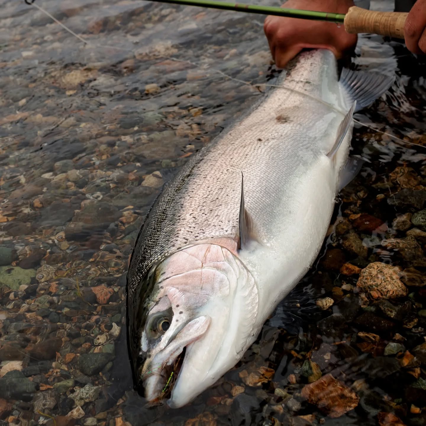 Arrancamos la temporada 2026.
Un inicio marcado por altas temperaturas, jornadas agradables y muy buenos resultados en pesca: piques constantes, peces bien alimentados y con excelente colorido.
El 2026 se presenta como un año con buena presencia de truchas, activas y en buen estado.
Como punto a destacar, observamos niveles de agua más bajos que en temporadas anteriores, una condición que ya se empieza a notar y que requiere lectura fina del ambiente y pesca responsable.
.
Seguimos trabajando cada jornada con una sola idea:
interpretar el entorno, adaptarnos a las condiciones y respetar el recurso.
.
🌐 www.puyenes.com
📱 +54 9 2944 214869
Puyenes – Servicio de Pesca
.
.
.
.
#Puyenes #Temporada2026 #PescaPatagonica #FlyFishing #PescaConMosca #Truchas #LagoNahuelHuapi #PatagoniaArgentina #PescaResponsable #CatchAndRelease #OutdoorLife #NaturalezaPatagonica #FishingSeason #FishingReport #TroutFishing #PescaDeportiva #aventuraconconciencia