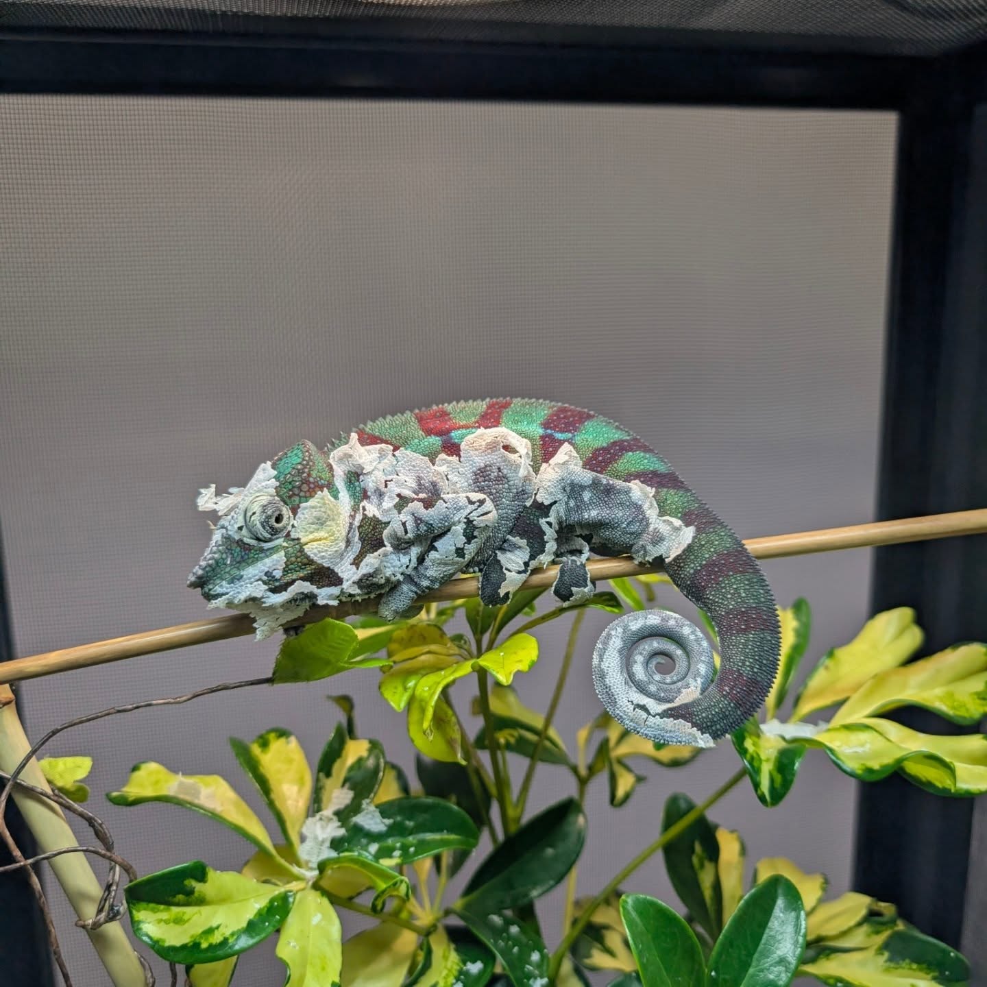 Day 2 = DONE ✔️
Reef finished his shed, turned on the blue, and stole the show 💙🦎
Ambanja glow-up complete. Babies coming later this year 👀✨