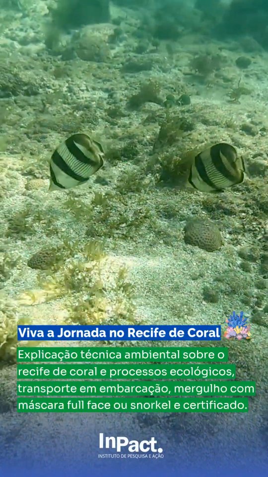 Mergulhe em uma experiência única e interativa! 🚤🐠🪸
Partindo da Praia do Seixas (Espaço Oceano) até os recifes costeiros, você será acompanhado por uma equipe técnica ambiental que vai te mostrar:
Como os recifes se formam; os processos ecológicos e funcionais das espécies marinhas; importância da ciência cidadã na avaliação da saúde dos corais.
Durante a jornada você terá:
🤿 Máscara e snorkel ou máscara full-face (respire e fale debaixo d’água!)
🚤 Transporte até o recife costeiro
📜 Certificado interativo no final
📲 Reserve já sua vaga:
📱 WhatsApp: (83) 99138-8380
✉️ Direct message
🌐 www.inpact.org.br
📍 Embarque: Rua dos Pescadores, 501 – Ponta do Seixas, João Pessoa - PB
#recifedecorais #turismosustentavel #educacaoambiental #jornadanorecifedecoral #experienciainpact
