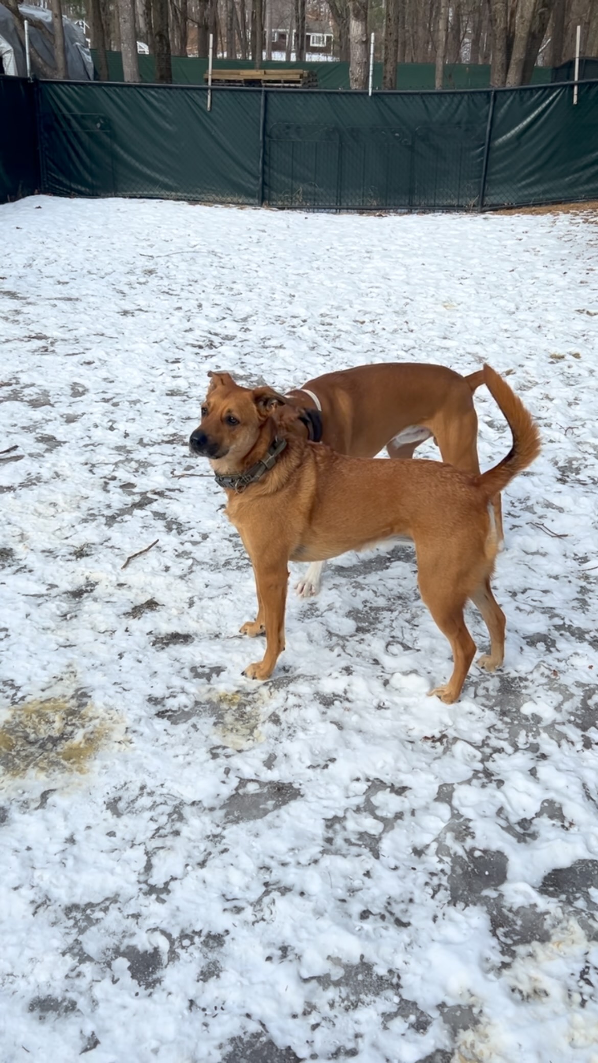 Cora and JJ playing around 😁🐶