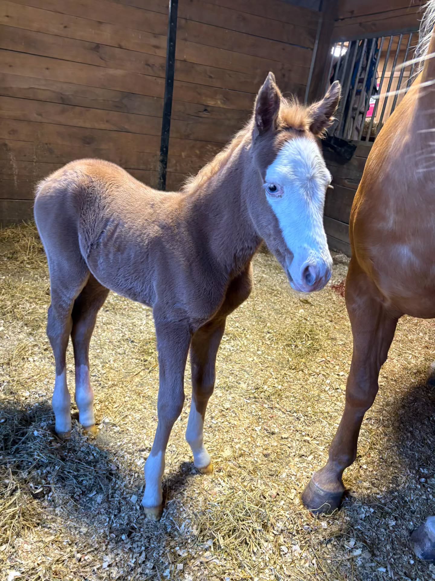 The 2026 Foaling Season at the @santahillranchbreedingbarn has officially begun with a beautiful filly!
Miss Badger Shines x @thekidsgottagun
#foal #foals #nrhareining #nrha #SantaHillRanch