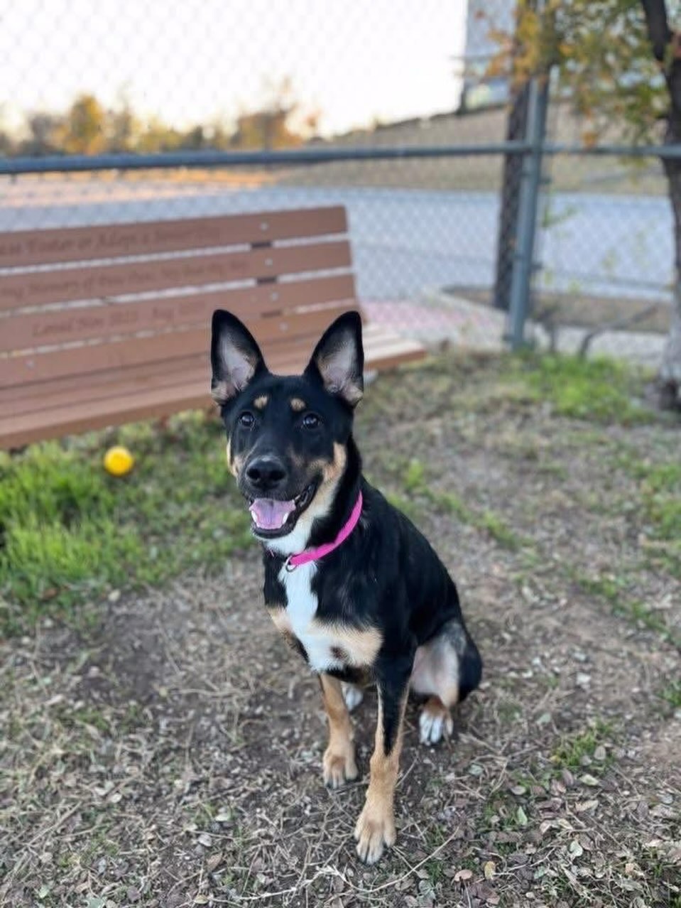 SHORT-TERM FOSTER NEEDED UNTIL 2/3
Lena’s Christmas wish to go on the 1/3 transport that left today didn’t come true because she didn’t have a foster. She now has another chance to start 2026 on a happy note if she can make the 2/5 transport, but she still needs a foster to get there. Is there anyone who has room to help this sweet girl for a short stay?
Lena, ID 59845980, is a 10-month-old spayed female weighing 46 pounds. She is easy to leash, handle, and walk. She is dog friendly and participates in playgroup. Lena is energetic, happy, and playful. She knows the sit command and takes treats politely.
She is located at Fort Worth Animal Care & Control- South Silcox, 4900 Martin Street.
Transport date is 2/5 with a return date of 2/3.
Please email FWACCfoster@fortworthtexas.gov to tag Lena and schedule a pickup appointment.