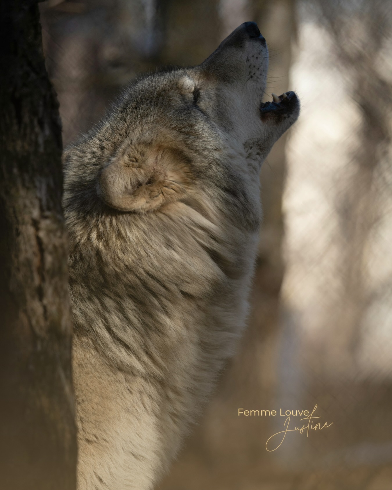 Je n’ai jamais rêvé d’être une showgirl.
Ni de scènes géantes.
Ni de projecteurs braqués sur moi.
Ce qui me fait vibrer, ce n’est pas d’être vue.
C’est d’aider les femmes à se voir.
À travers leurs mémoires.
Leur histoire.
Leur lignée.
Mon rêve, c’est d’accompagner des femmes à se souvenir.
À honorer d’où elles viennent —
pas pour s’en libérer comme on jette quelque chose,
mais pour reconnaître, remercier,
et choisir consciemment ce qu’elles décident de porter…
et ce qu’elles laissent enfin derrière elles.
Il y a en nous des parts qu’on a jugées trop intenses, trop dérangeantes, trop libres.
Des parts qu’on a demandé d’atténuer, de cacher, de taire.
Des parts héritées aussi — de femmes qui ont survécu, encaissé, enduré, souvent au prix de leur feu.
Mon travail, ce n’est pas d’effacer ces parts.
C’est de les réhabiliter.
De les regarder avec respect.
De leur redonner une place juste.
Parce que dire stop à ce qui ne nous appartient plus
n’est pas un rejet.
C’est un acte d’amour envers soi…
et envers toutes celles qui viennent après.
Je crois profondément que les “sorcières” doivent revenir.
Pas celles des contes.
Mais ces femmes puissantes, intuitives, enracinées,
que l’histoire a tenté d’éteindre.
Pas pour briller plus fort que les autres.
Mais pour transmettre autrement.
C’est ça, MurMure.
Un retour à la mémoire.
Un retour au feu.
Un retour à la vérité.
Commente « MurMure » si tu veux rejoindre le mouvement.
#BodyMemory #MemoireDuCorps #FemmesLignantes #LiberationFeminine #MemoireCellulaire