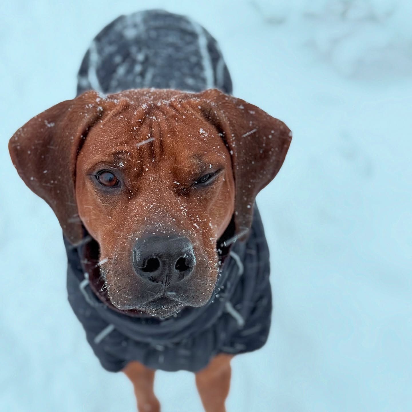 Blick Nummer 1: “hm“.
Blick Nummer 2: “nein!”🥶❄️✨
.
.
#🐶 #rhodesianridgeback #ridgeback #hundeliebe #dog